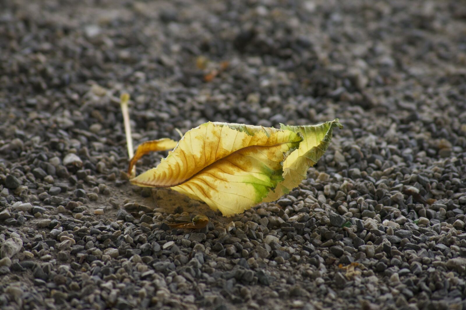 Sony SLT-A57 + Sony DT 55-200mm F4-5.6 SAM sample photo. Autumn, leaf, leaves in photography