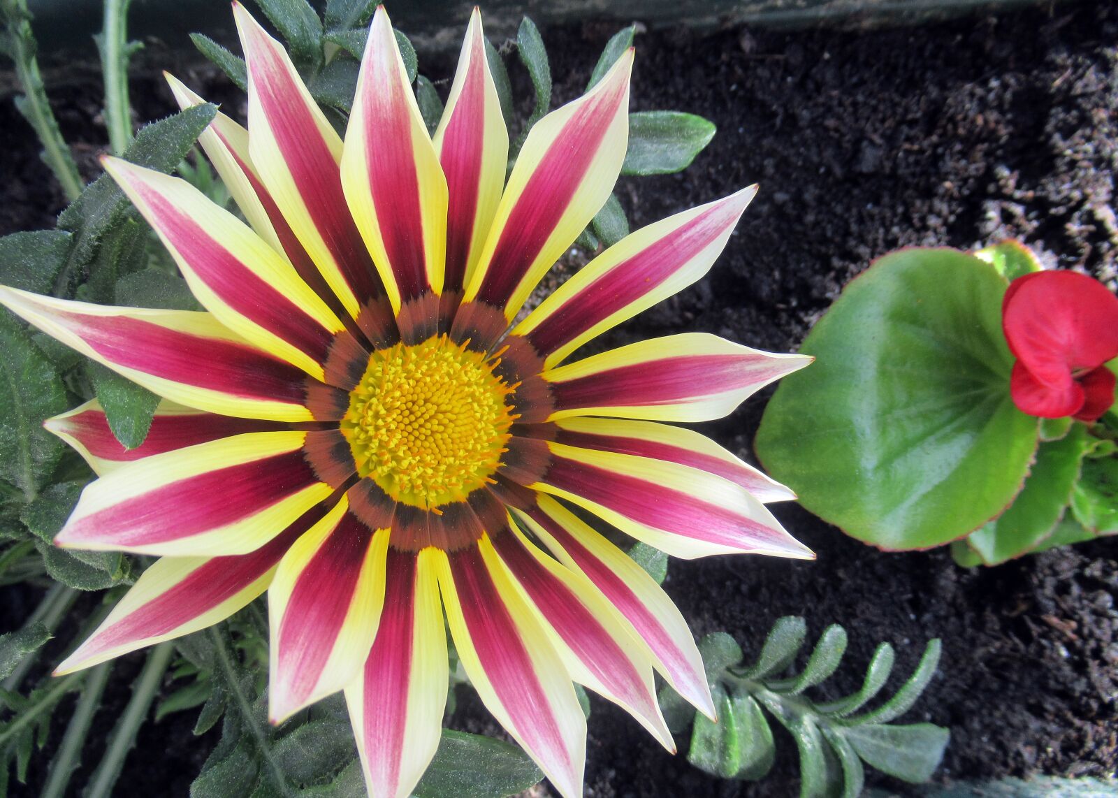 Canon PowerShot SX620 HS sample photo. Flower, nature, plant photography
