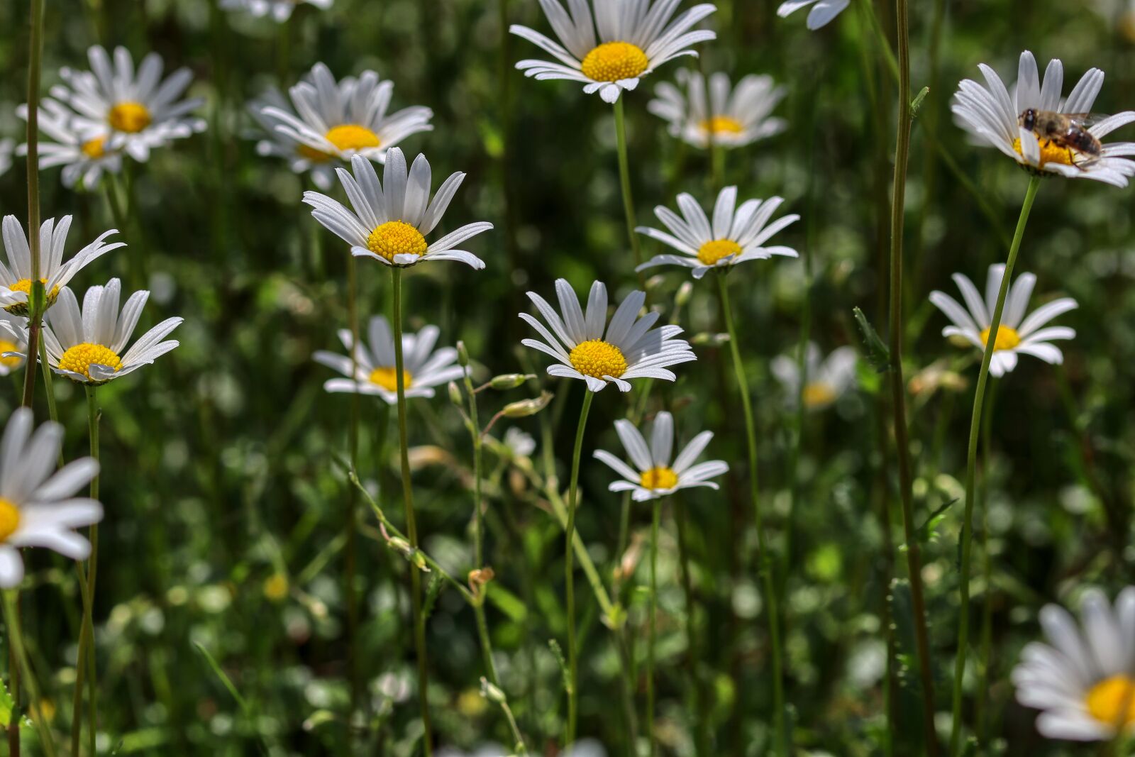 Canon EOS 80D sample photo. Marga renon, flowers, summer photography