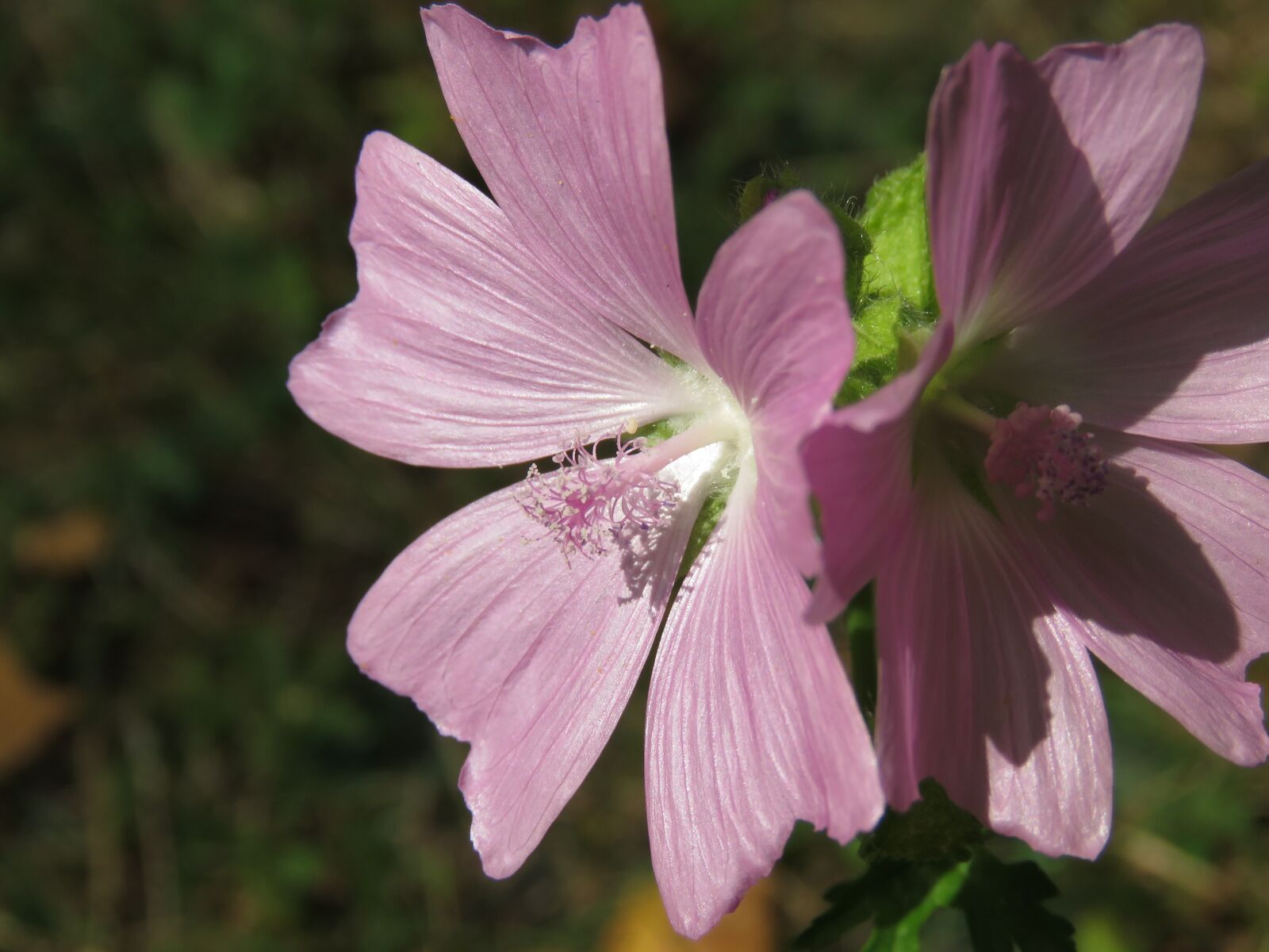 Canon PowerShot SX60 HS sample photo. Flower, plant, nature photography