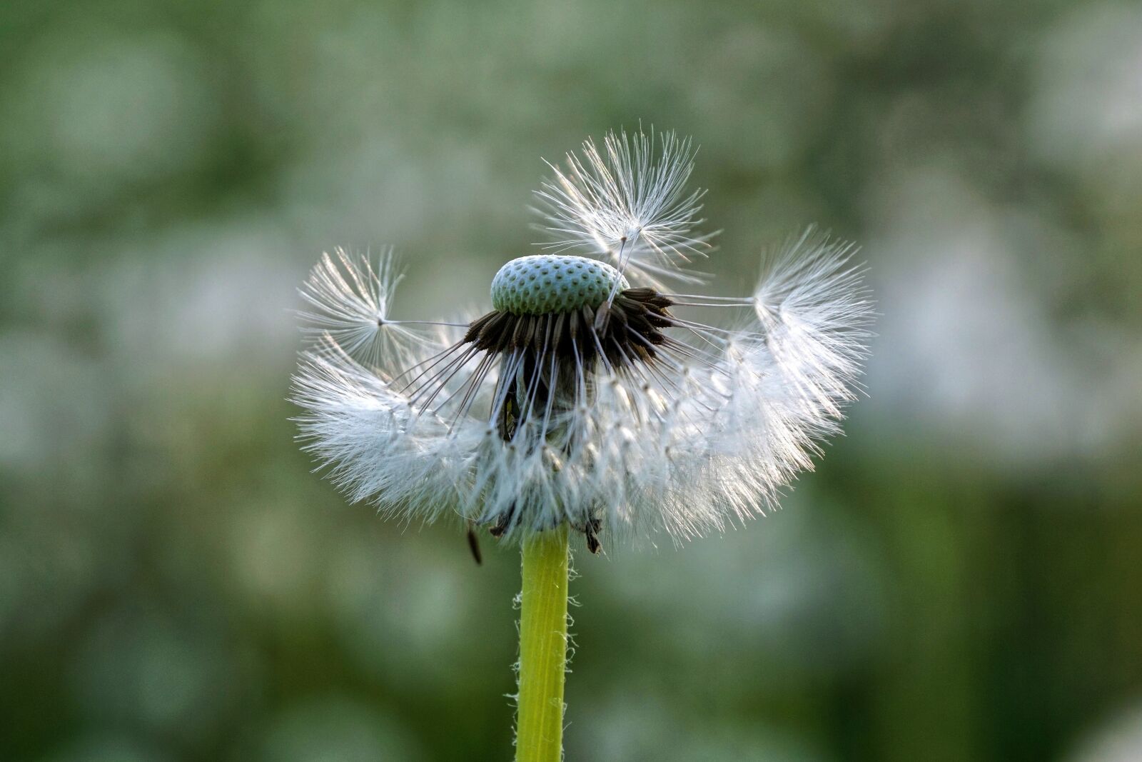 Sony DT 18-135mm F3.5-5.6 SAM sample photo. Dandelion, seeds, close up photography