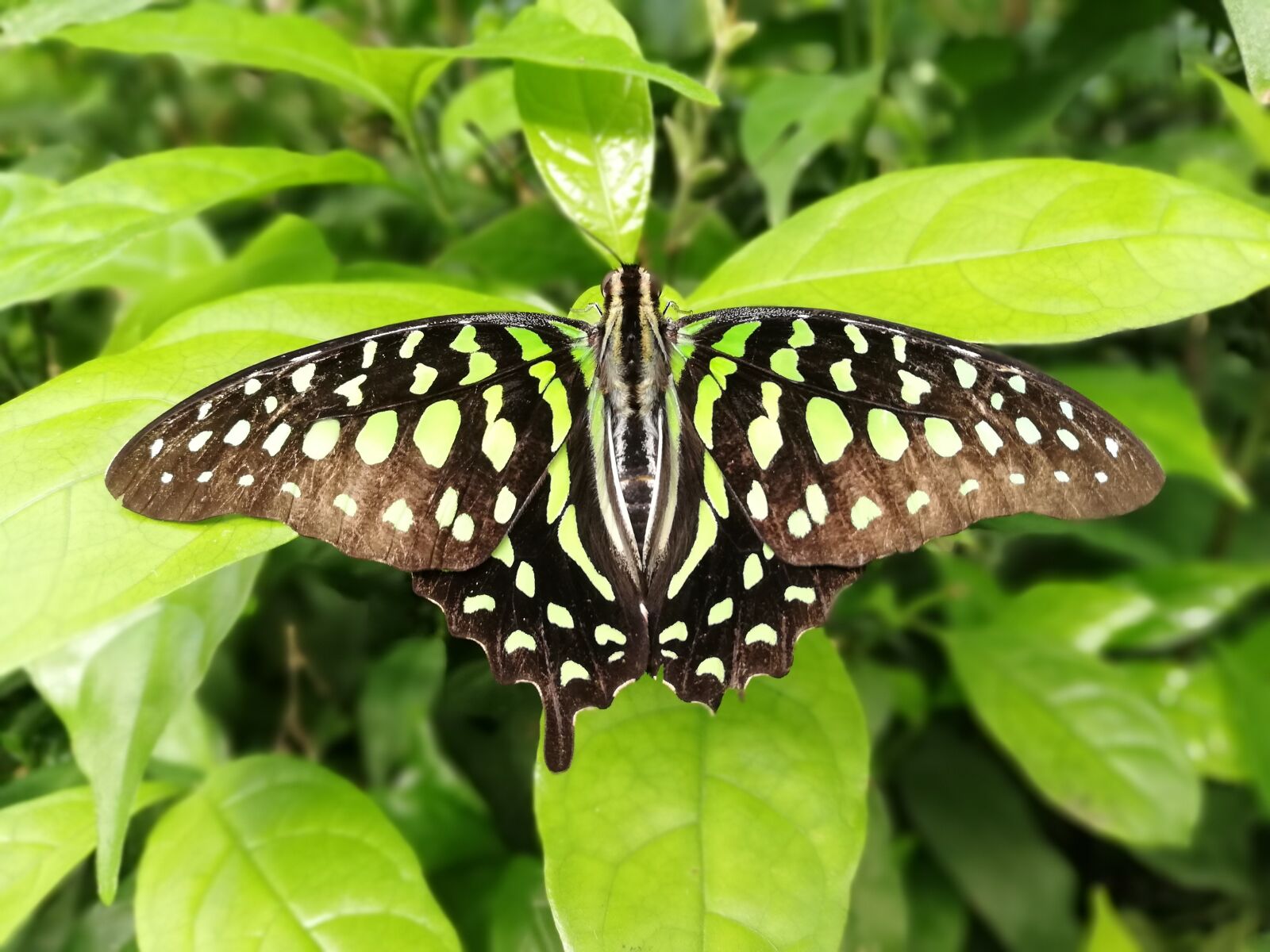 HUAWEI P20 lite sample photo. Butterfly, green, sit photography
