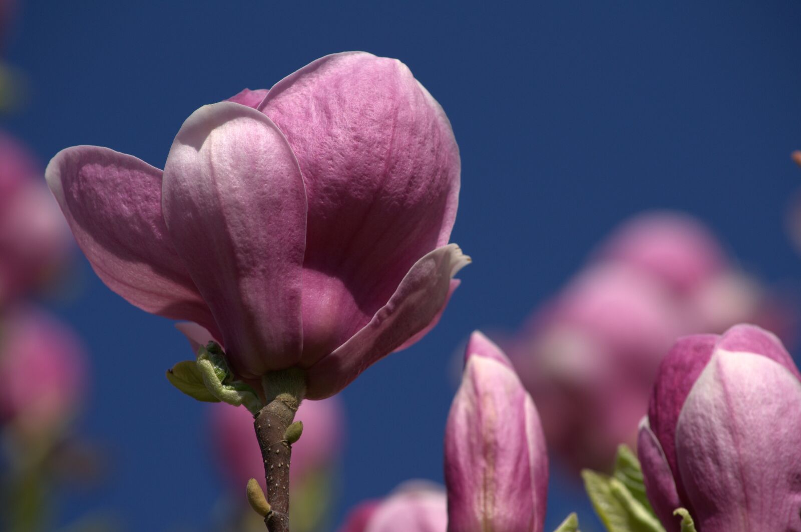 Nikon D3100 sample photo. Magnolia, flower, pink photography