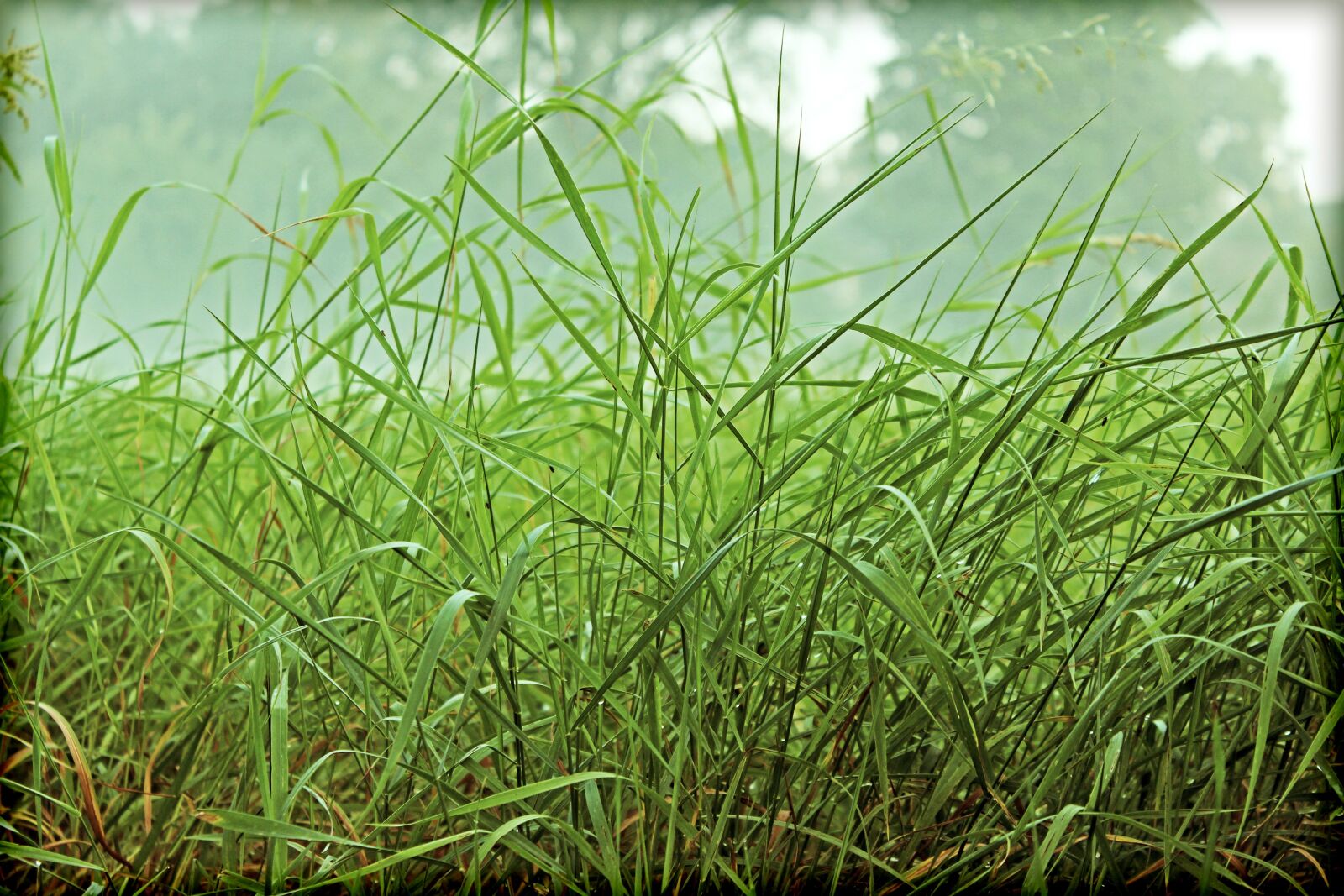 Canon EOS 600D (Rebel EOS T3i / EOS Kiss X5) sample photo. Grasses, green, rush photography