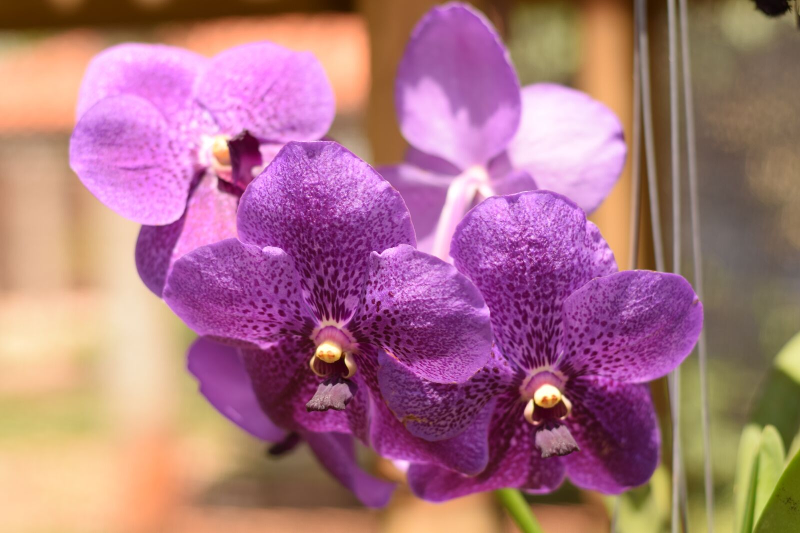 Nikon D5300 sample photo. Orchid, flower, plant photography