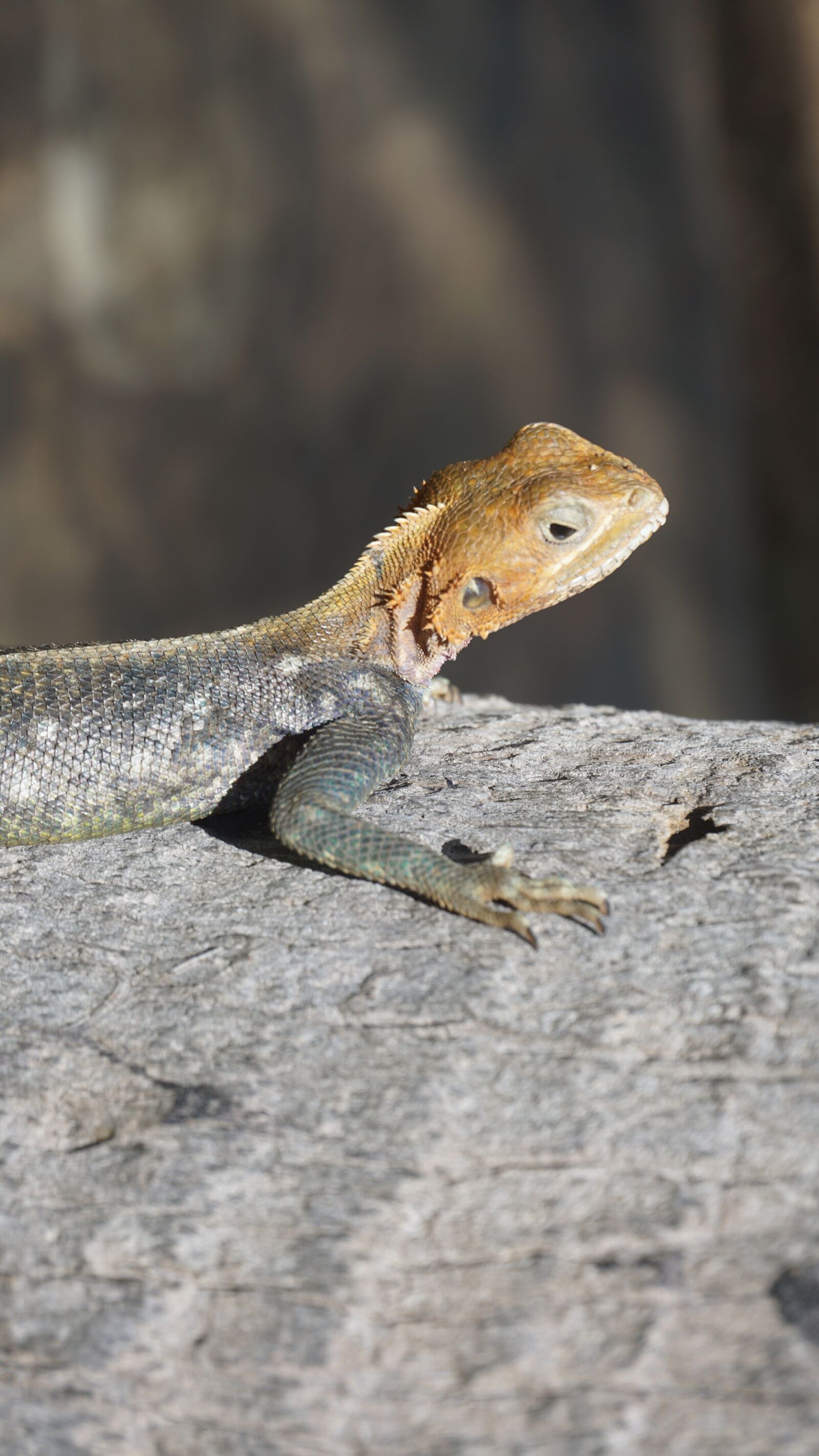 Sony a5100 sample photo. Animal, lizard, animals bask photography