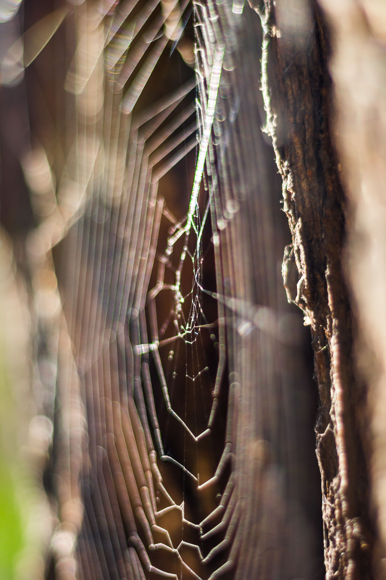 Canon EOS 60D sample photo. Spiderweb, spider, s, web photography