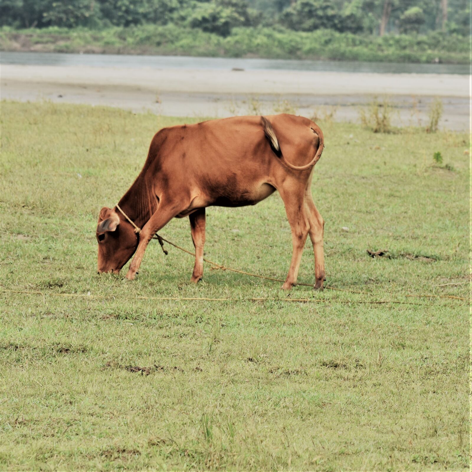 Nikon D3400 sample photo. Cow, brown, cattle photography