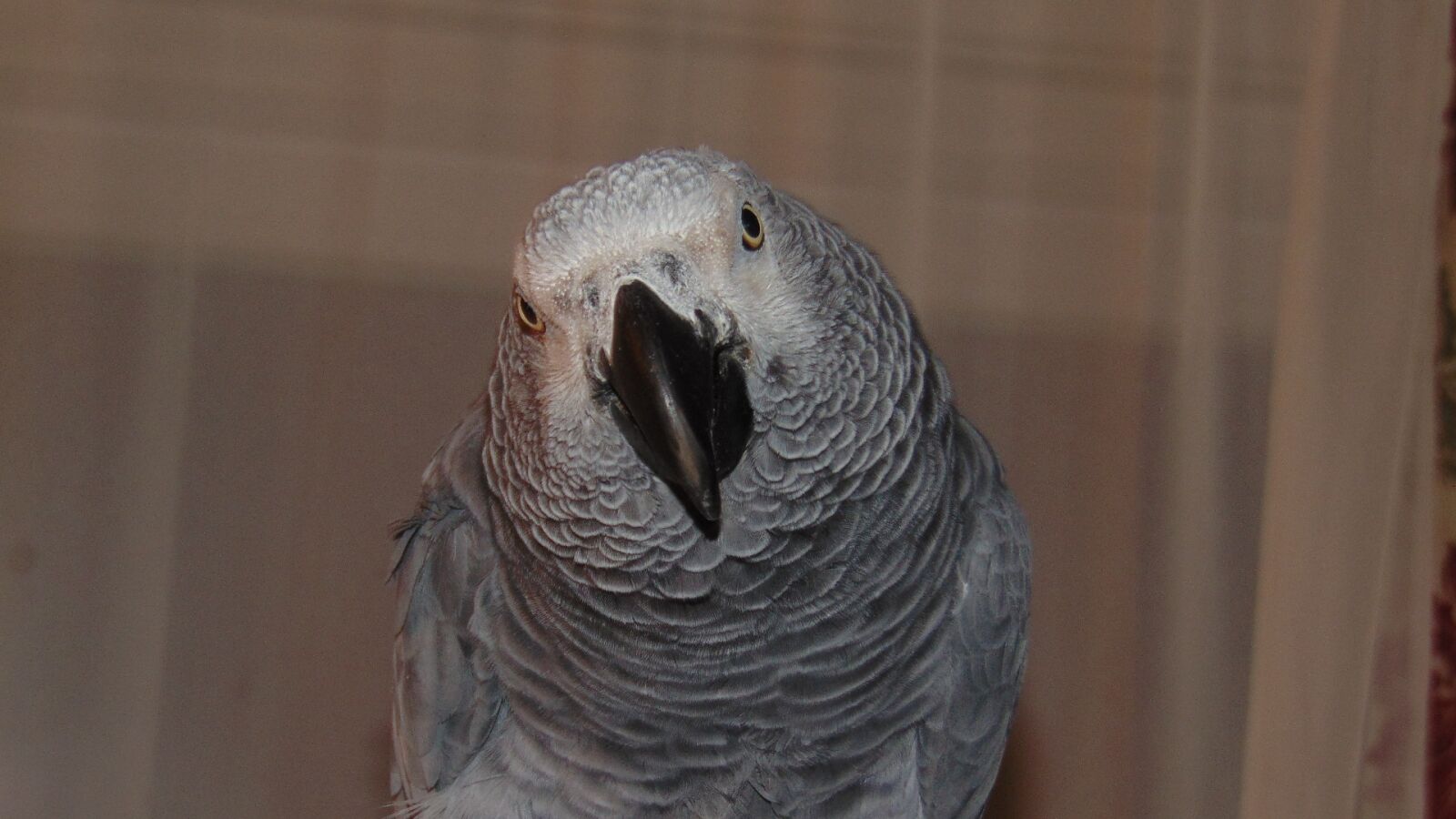 Sony Cyber-shot DSC-H300 sample photo. African grey, parrot, african photography