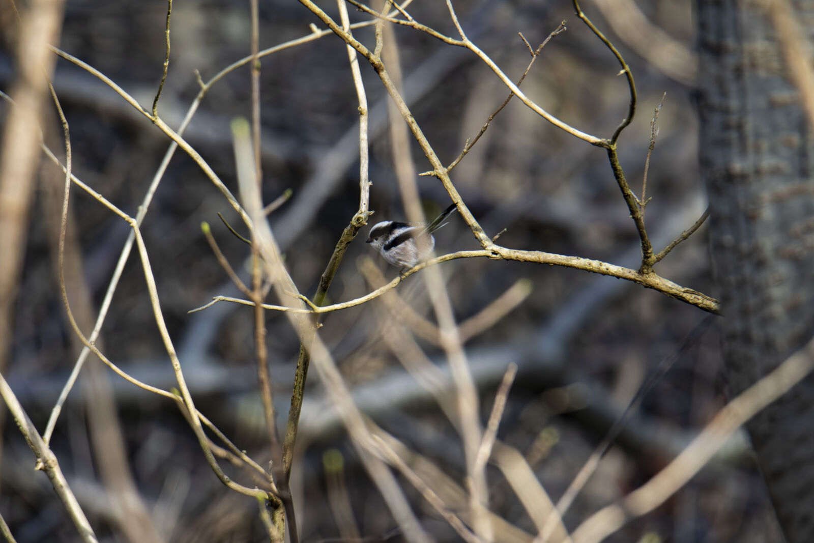 Canon EOS 7D Mark II sample photo