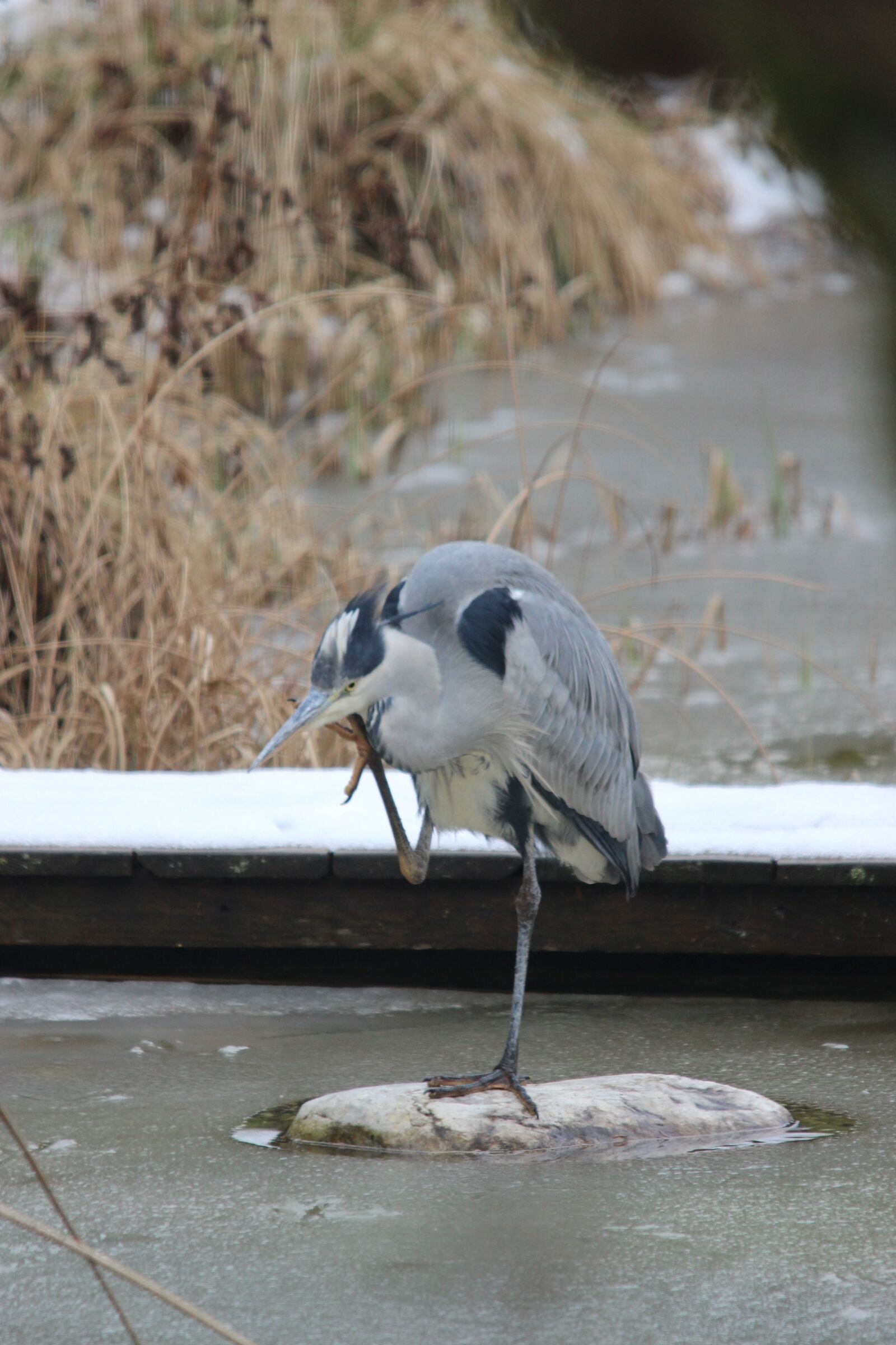 Canon EOS 600D (Rebel EOS T3i / EOS Kiss X5) sample photo. Grey heron, bird, heron photography