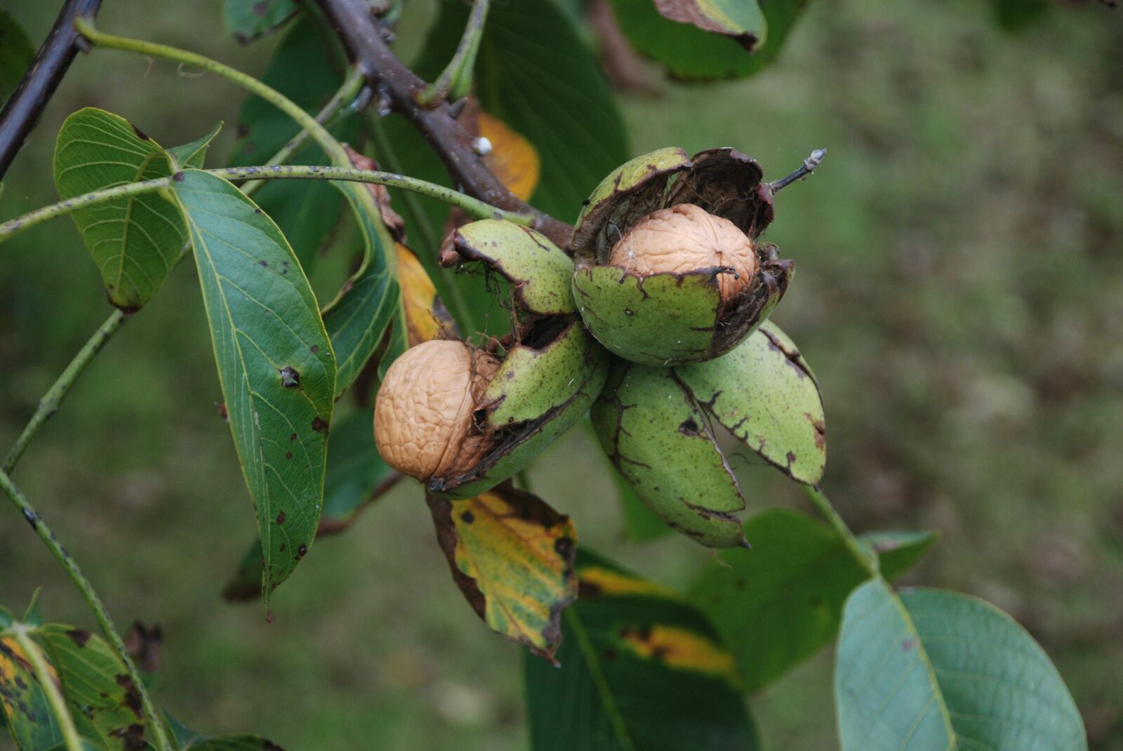 Nikon D80 sample photo. Nut, tree, fruit photography