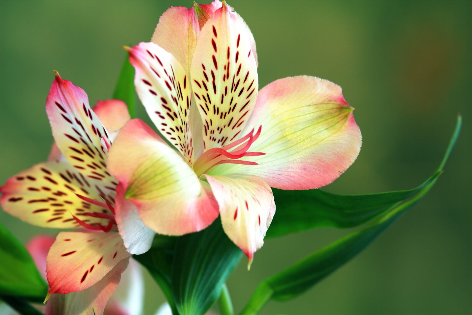 Canon EOS 550D (EOS Rebel T2i / EOS Kiss X4) sample photo. Beautiful, bloom, blooming, blossom photography