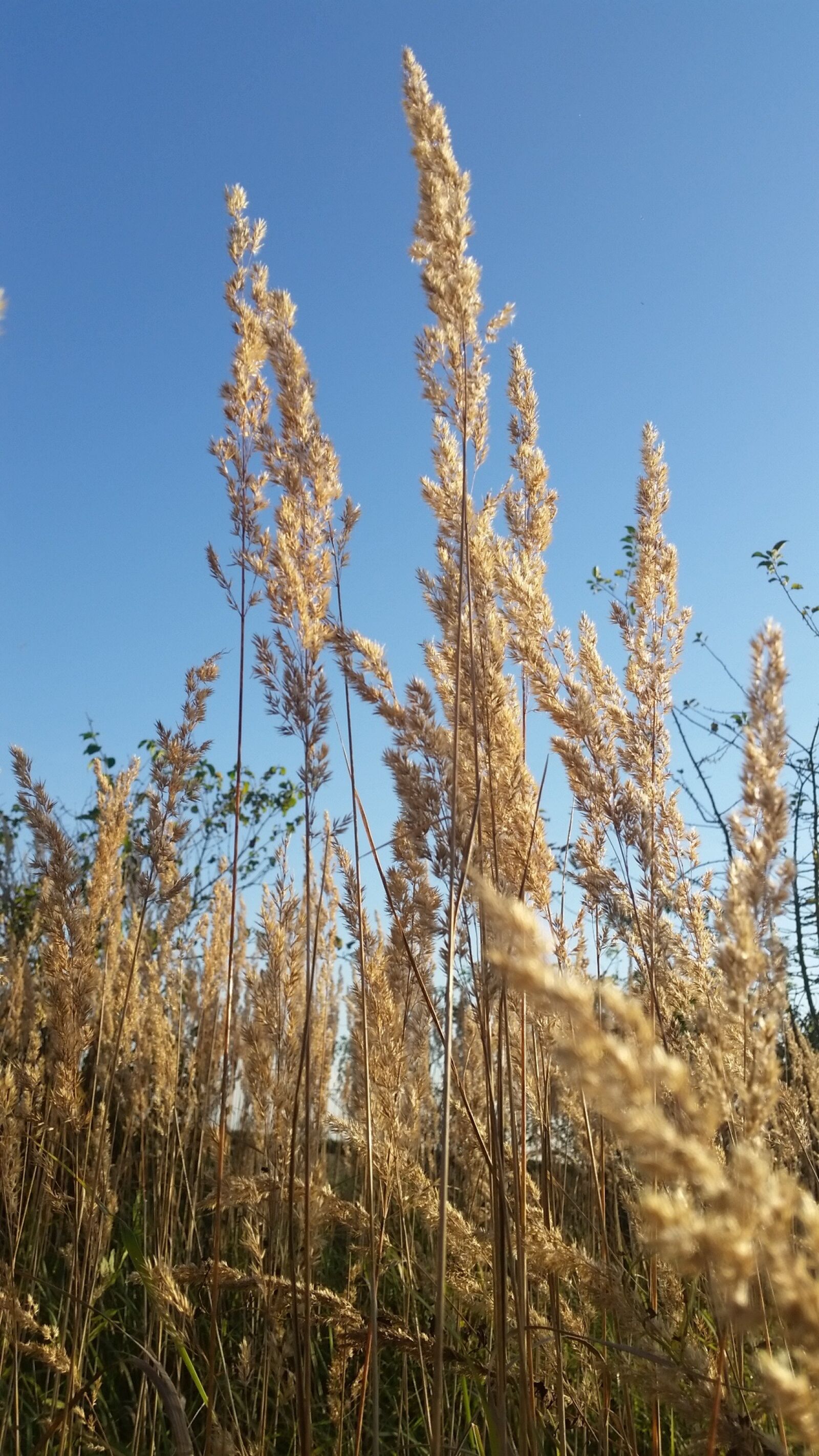 Samsung Galaxy S5 sample photo. Field, landscape, game grass photography