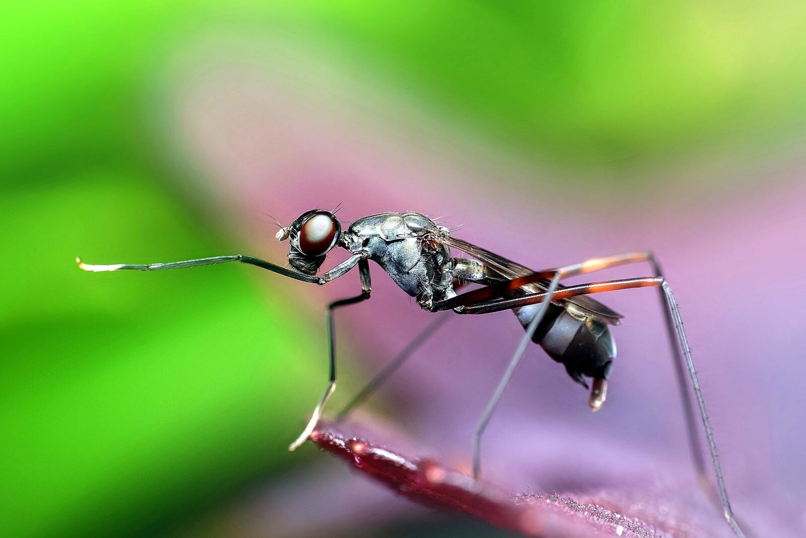 Canon EF 100mm F2.8L Macro IS USM sample photo. Closeup, wasp insect, macro photography