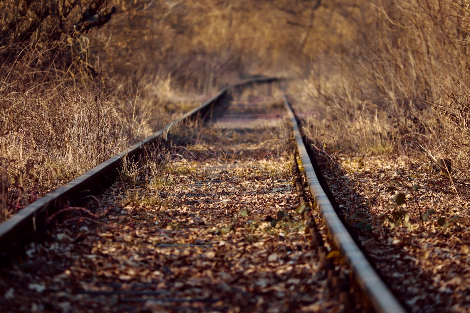 Canon EOS 200D (EOS Rebel SL2 / EOS Kiss X9) sample photo. Rails, railroad tracks, rail photography