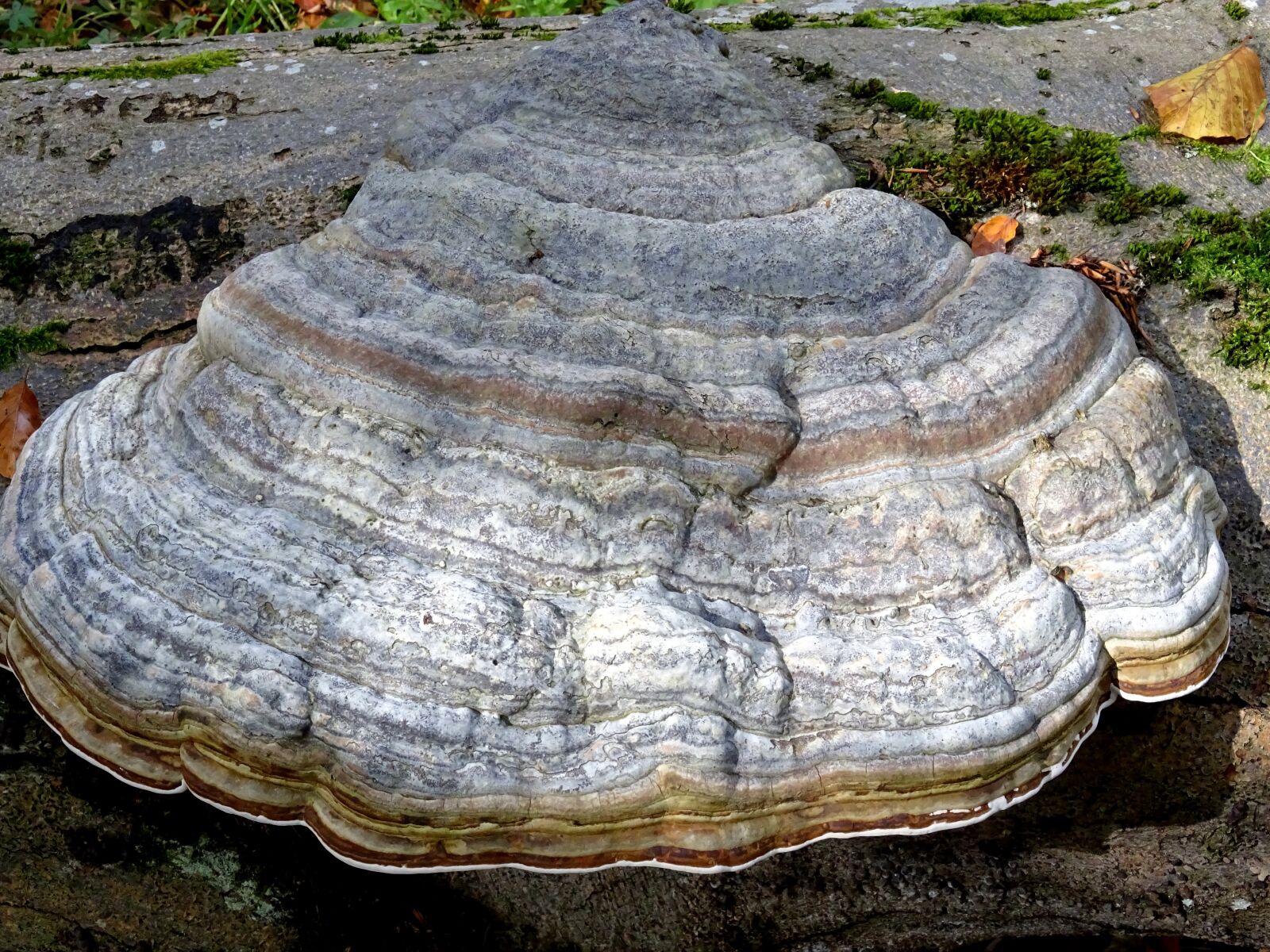 Sony DSC-HX60 sample photo. Mushroom, tree fungus, nature photography