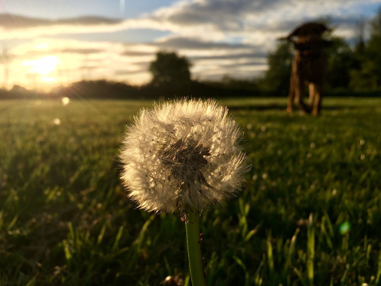 Apple iPhone 6 sample photo. Summer, dandelion, nature photography