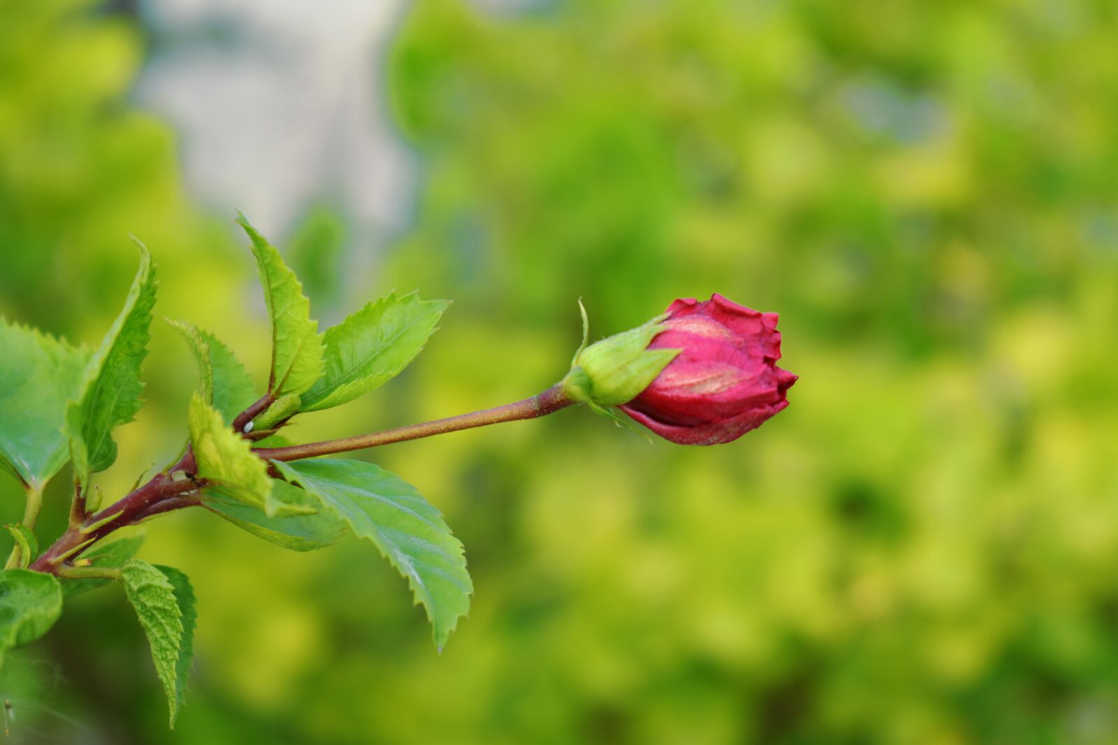 Nikon D5600 sample photo. China rose, bud, blossom photography