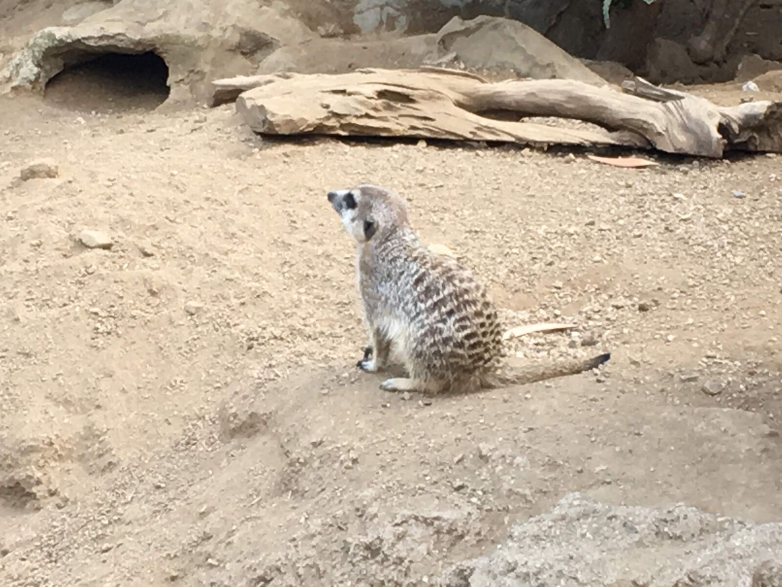 iPhone 6s Plus back camera 4.15mm f/2.2 sample photo. Zoo, animal photography