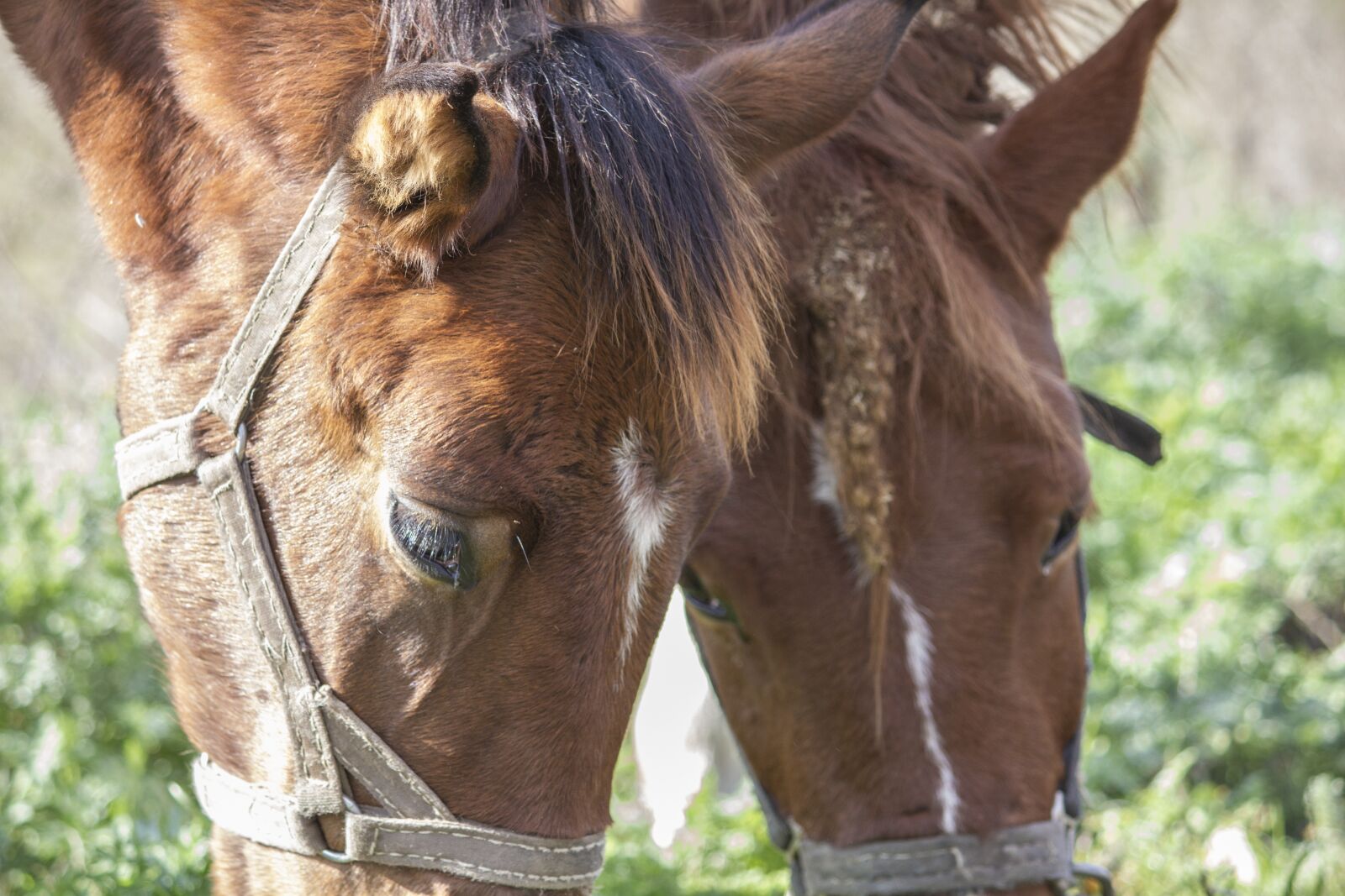 Canon EOS 550D (EOS Rebel T2i / EOS Kiss X4) + Canon EF-S 55-250mm F4-5.6 IS II sample photo. Horse, foal, autumn photography