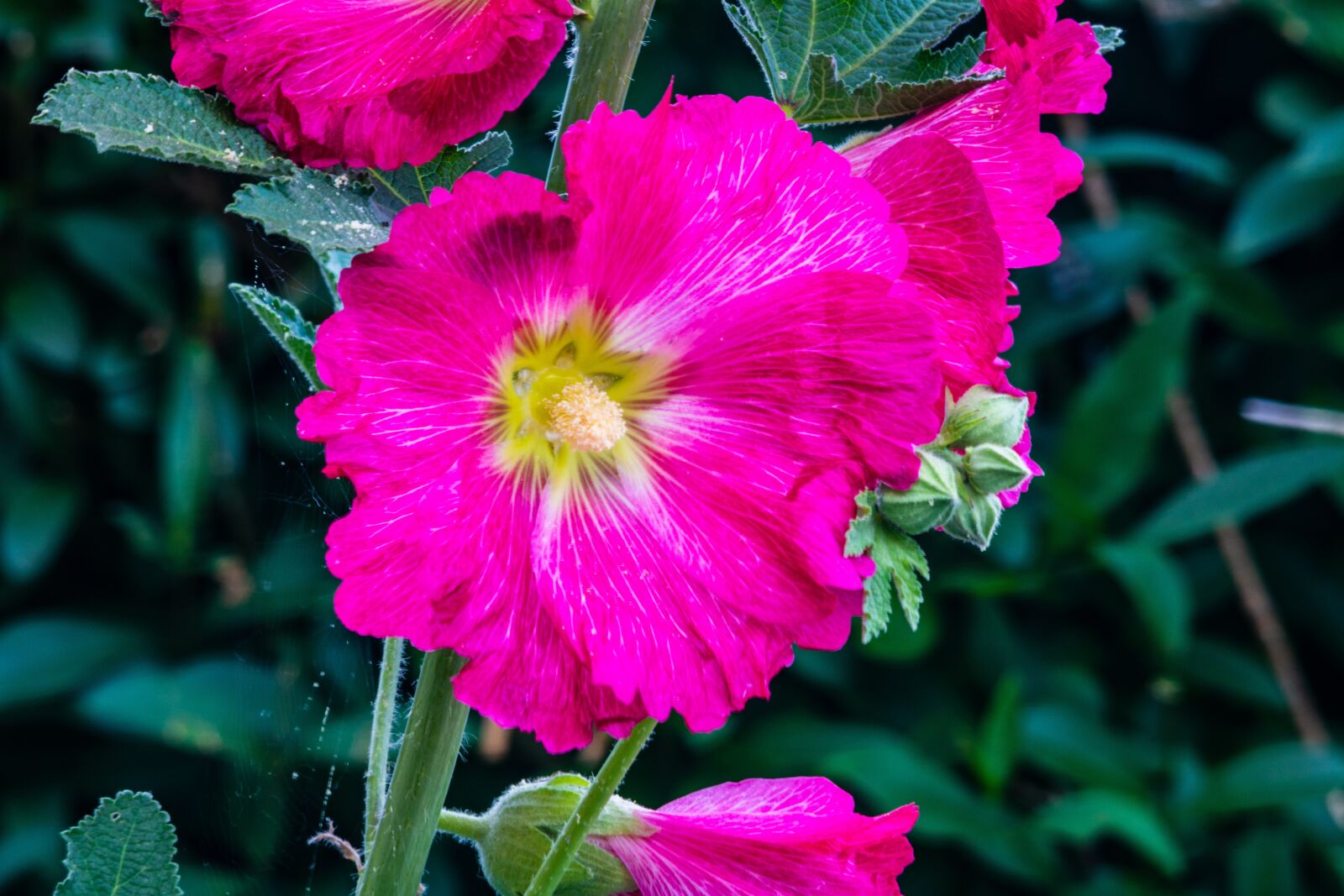 Canon EOS 750D (EOS Rebel T6i / EOS Kiss X8i) sample photo. Stokrose, purple, plant photography