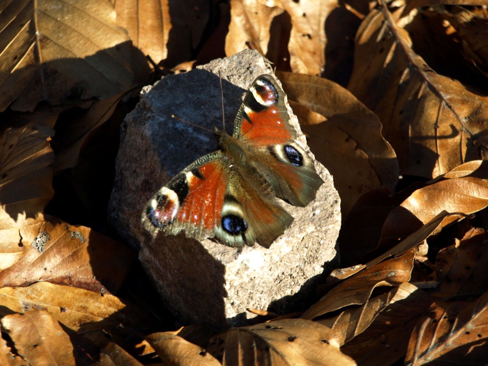 Olympus E-510 (EVOLT E-510) sample photo. Butterfly, peacock butterfly, autumn photography