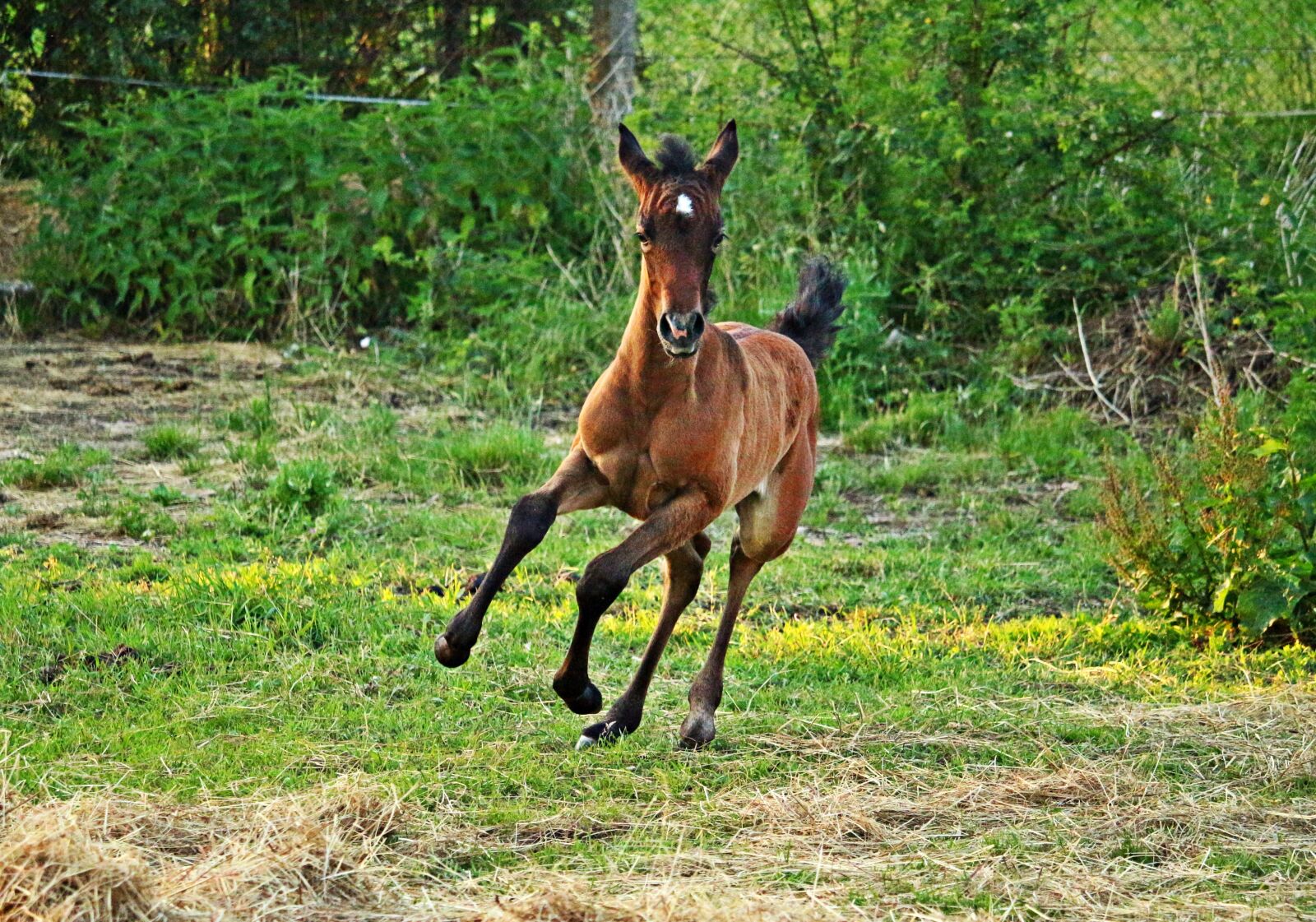 Canon EOS 100D (EOS Rebel SL1 / EOS Kiss X7) sample photo. Horse, foal, thoroughbred arabian photography