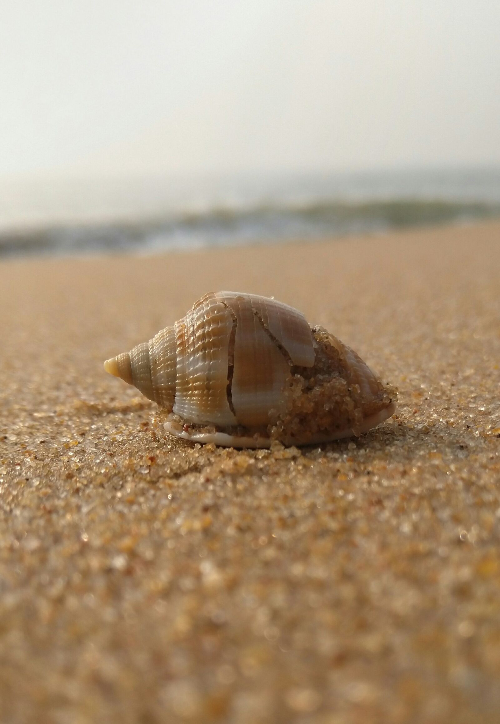 HMD Global Nokia 6.1 sample photo. Seashell, sand, shell photography