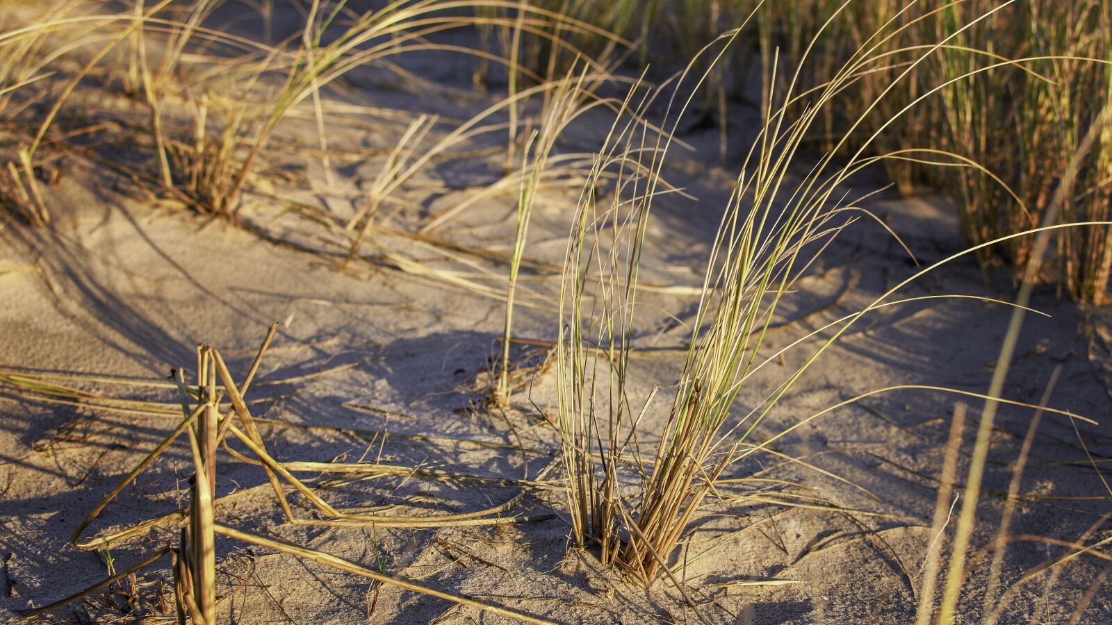 Nikon D7200 sample photo. Grass, beach, herbs photography