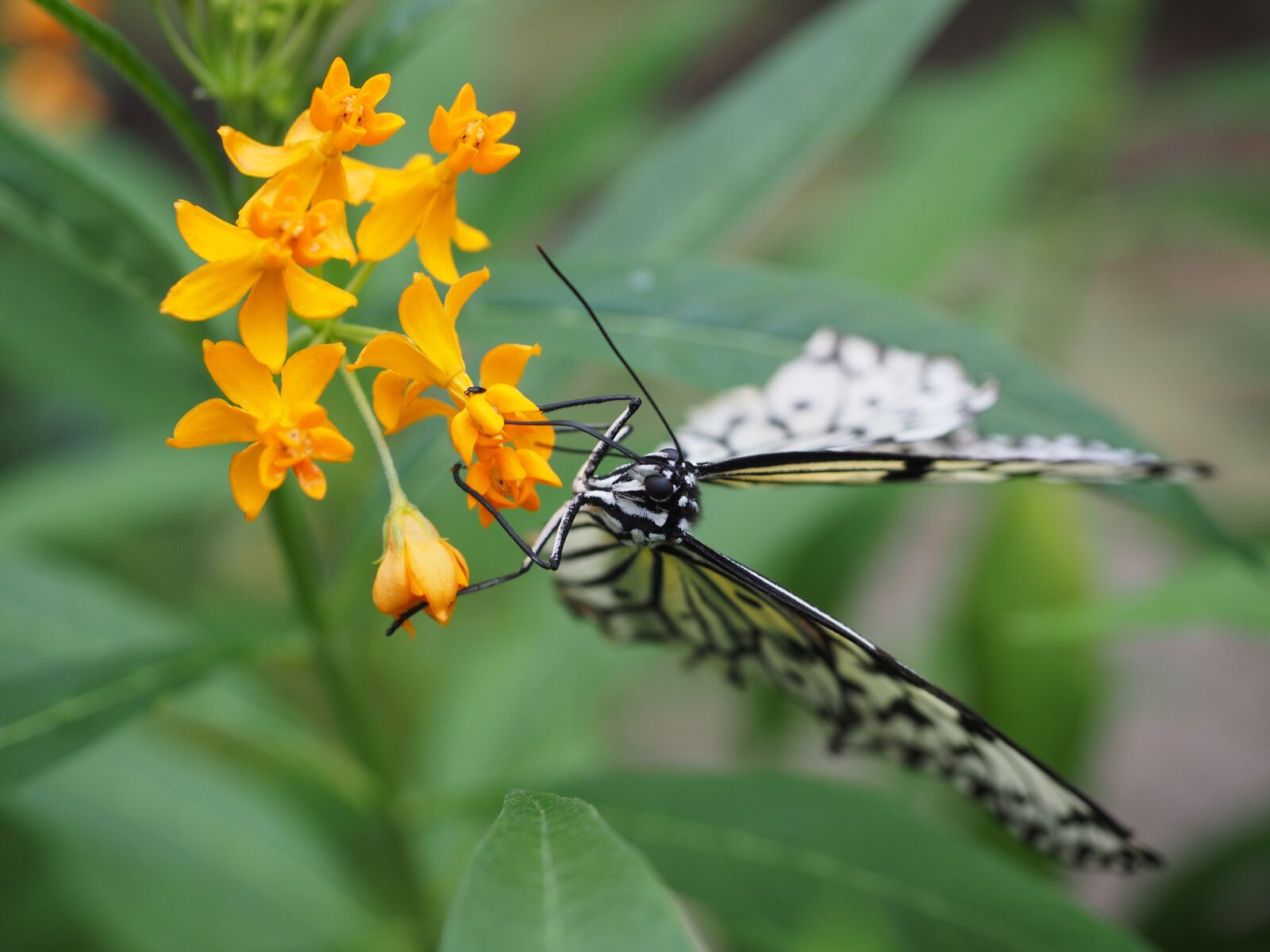 Olympus OM-D E-M1 + Olympus M.Zuiko Digital ED 12-40mm F2.8 Pro sample photo. Butterfly, white black, white photography
