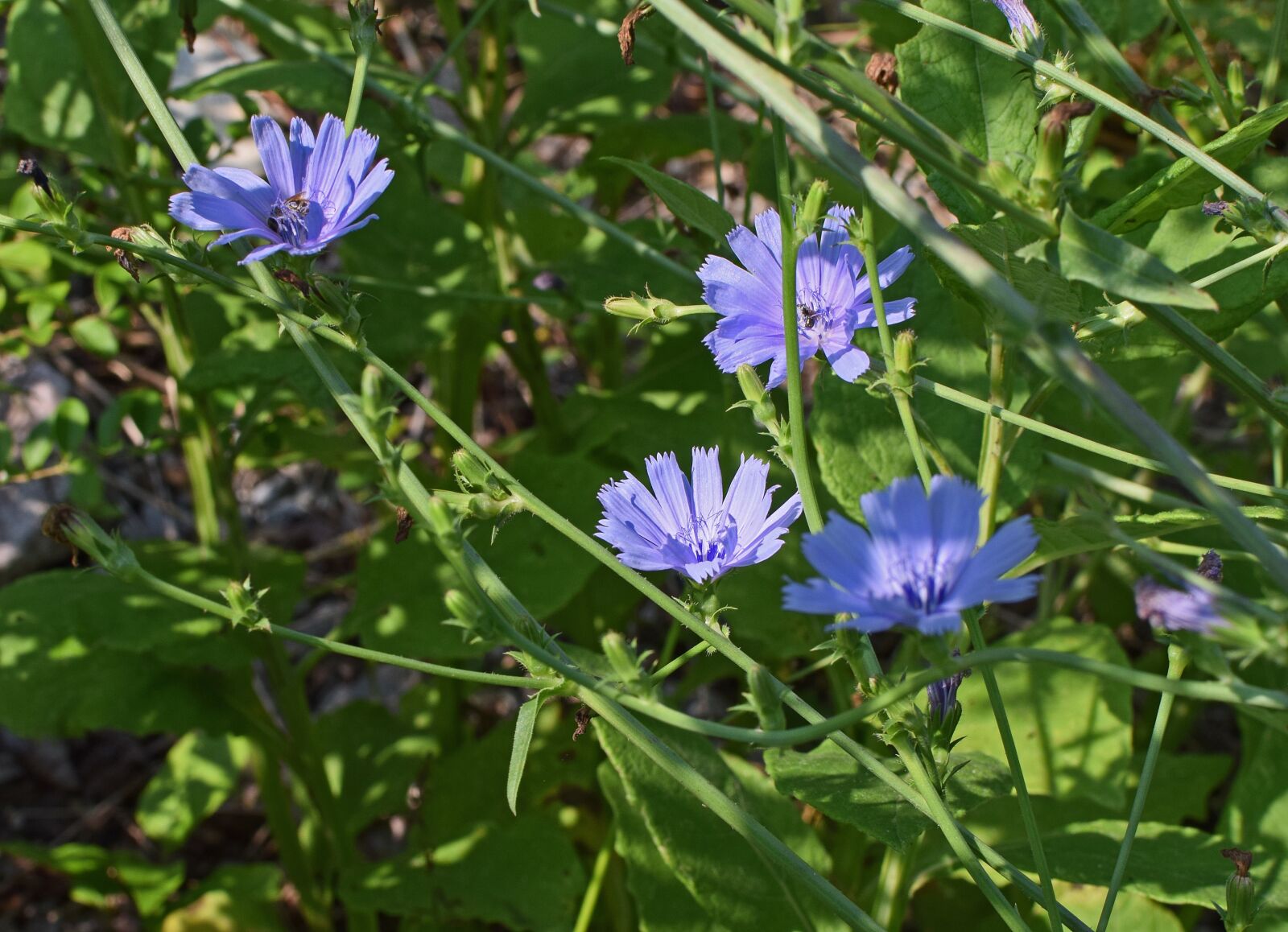 Nikon D3300 sample photo. Wild chicory, flower, blossom photography
