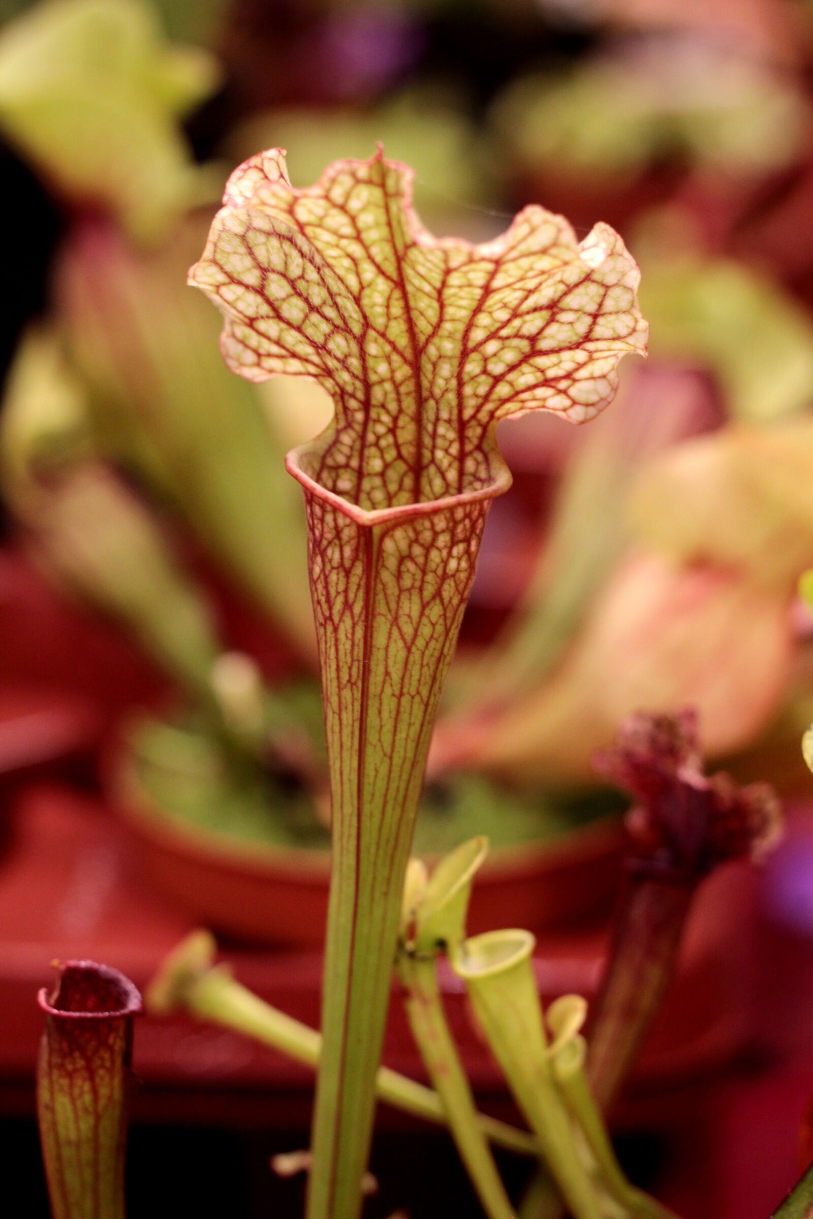 Canon EOS 600D (Rebel EOS T3i / EOS Kiss X5) sample photo. Sarracenia, trompetbekerplant, carnivore photography