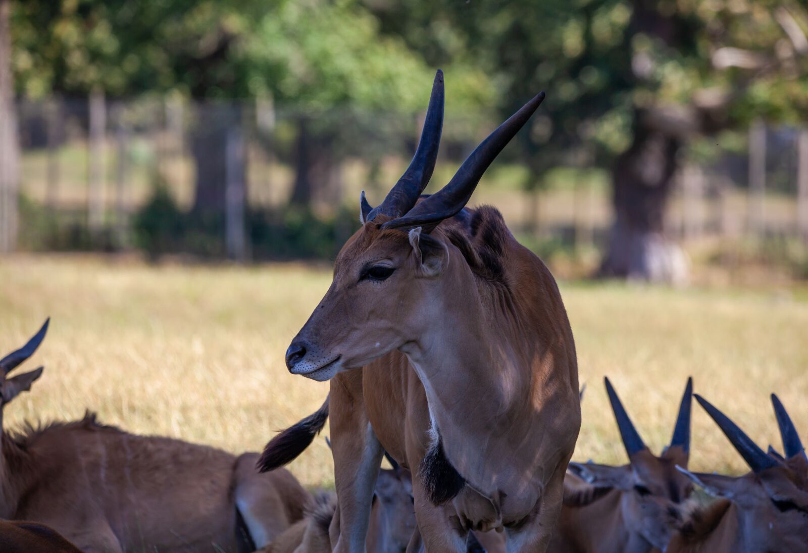 150-600mm F5-6.3 DG OS HSM | Contemporary 015 sample photo. Common eland, taurotragus oryx photography