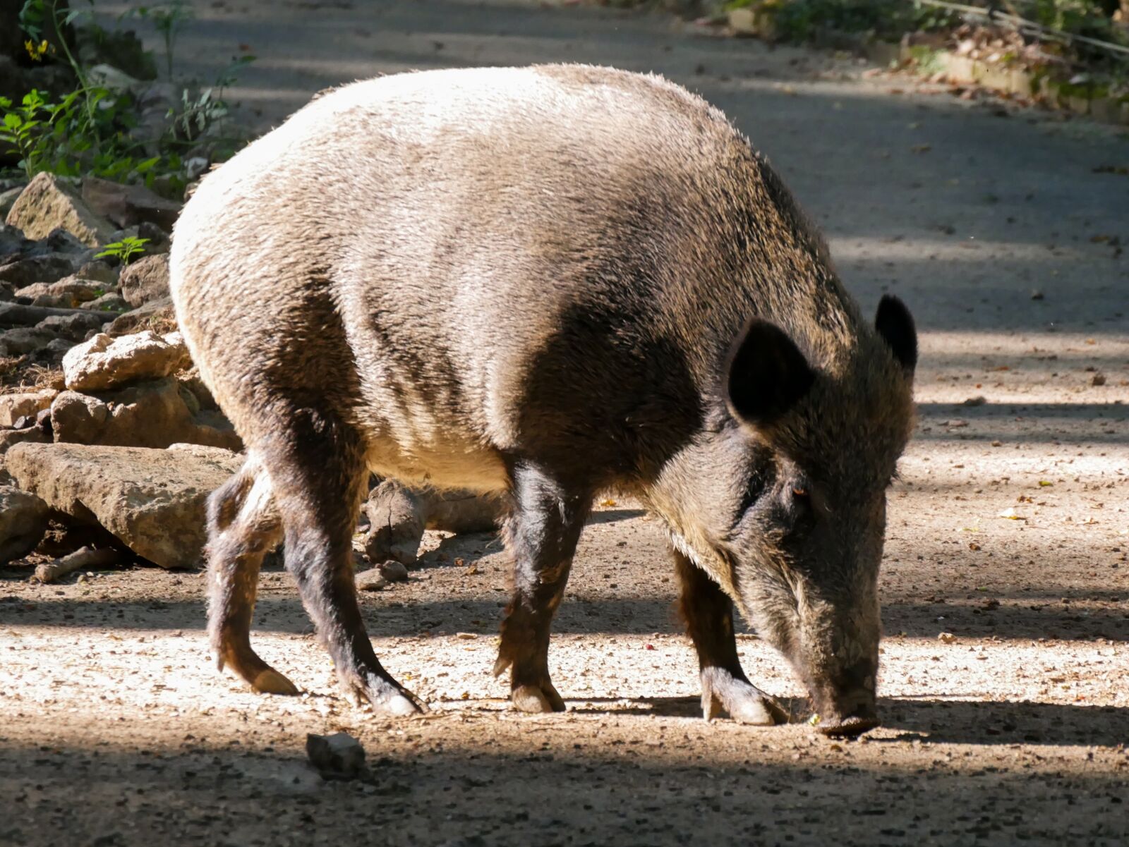 Panasonic DMC-G70 sample photo. Animal world, boar, forest photography