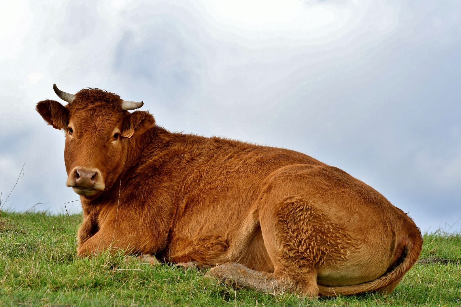 Nikon D500 sample photo. Cow, mammal, horns photography