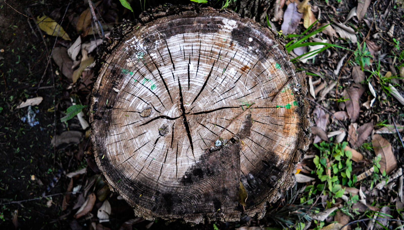Nikon D3200 sample photo. Green, nature, wood photography
