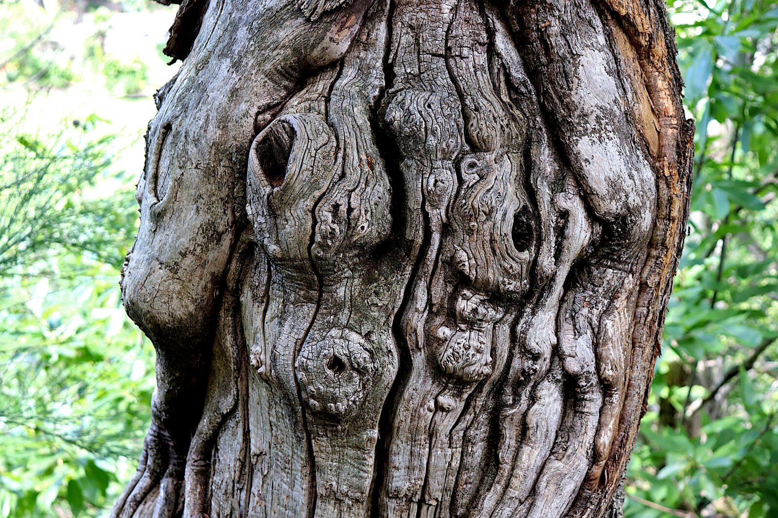 Canon EOS 800D (EOS Rebel T7i / EOS Kiss X9i) sample photo. Tree, bark, plants photography