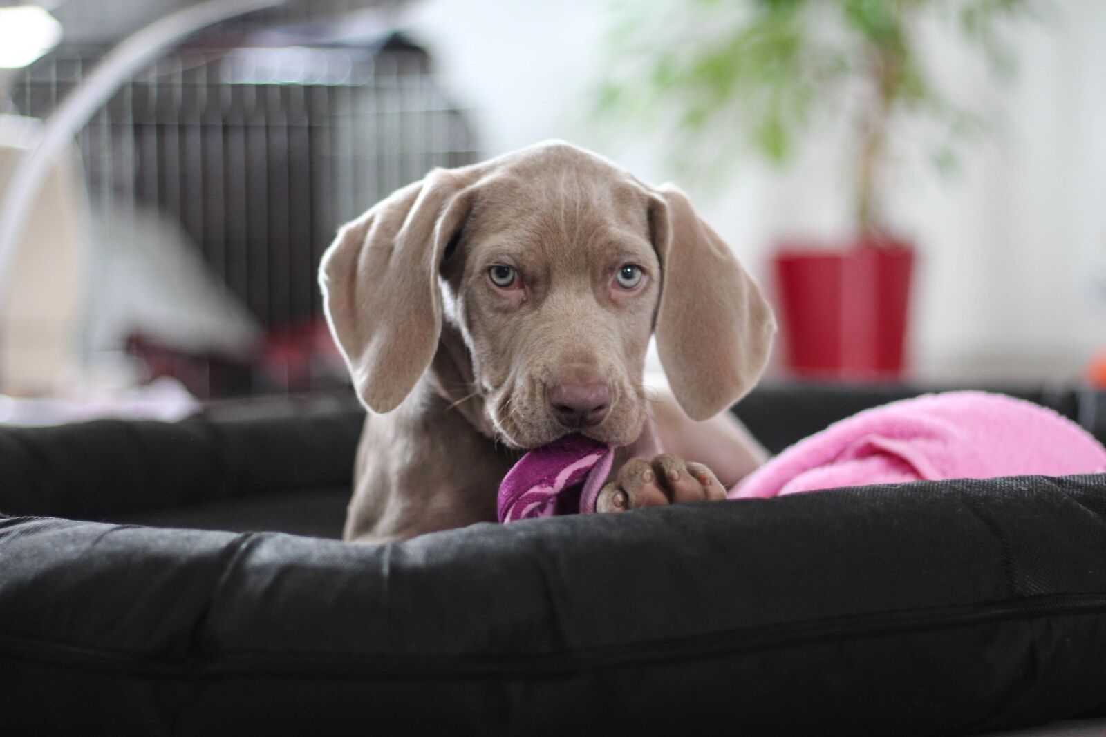 Canon EOS 700D (EOS Rebel T5i / EOS Kiss X7i) + Canon EF 50mm F1.8 STM sample photo. Weimaraner, puppy, dog photography