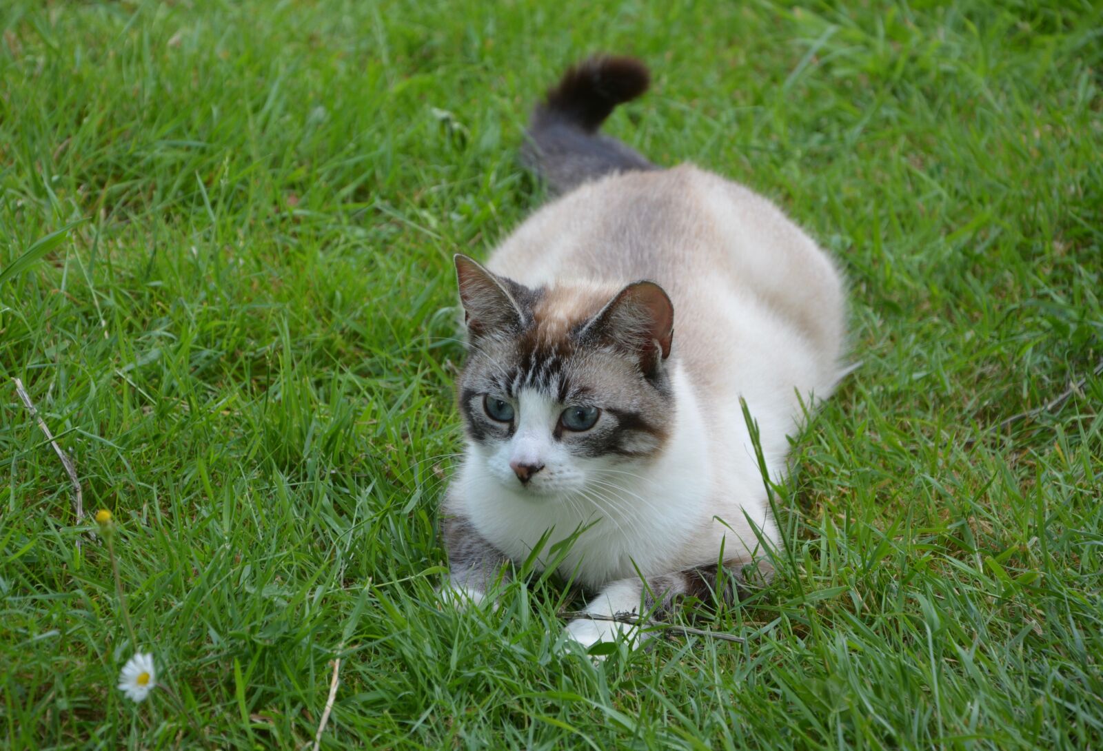 Nikon D5200 sample photo. Cat, matou, feline photography