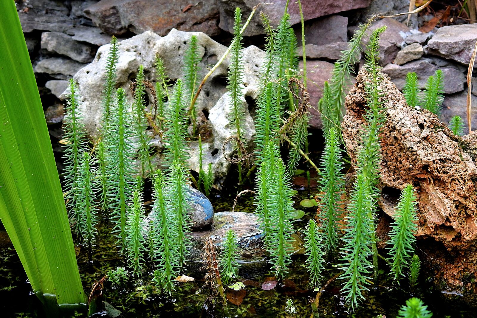 Nikon Coolpix P900 sample photo. Rockery, pond, garden photography