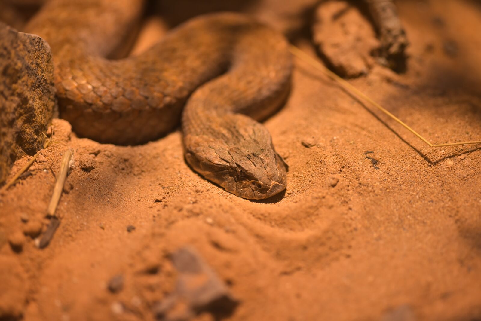 Nikon D750 sample photo. Death otter, acanthophis, snake photography