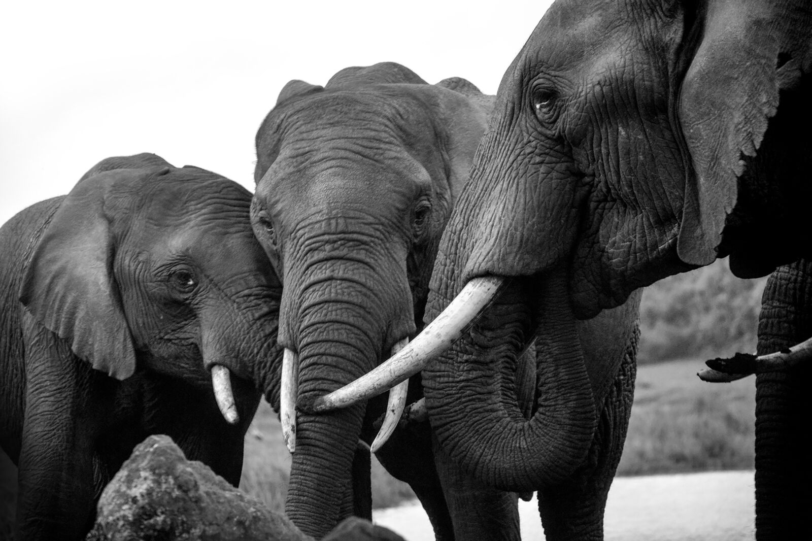 Nikon D5200 sample photo. Elephants, wildlife, animal photography photography