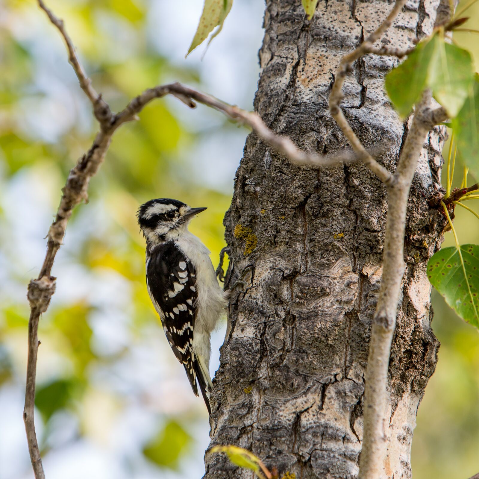 Canon EF 70-200mm F2.8L IS USM sample photo. Bird, woodpecker, forest photography