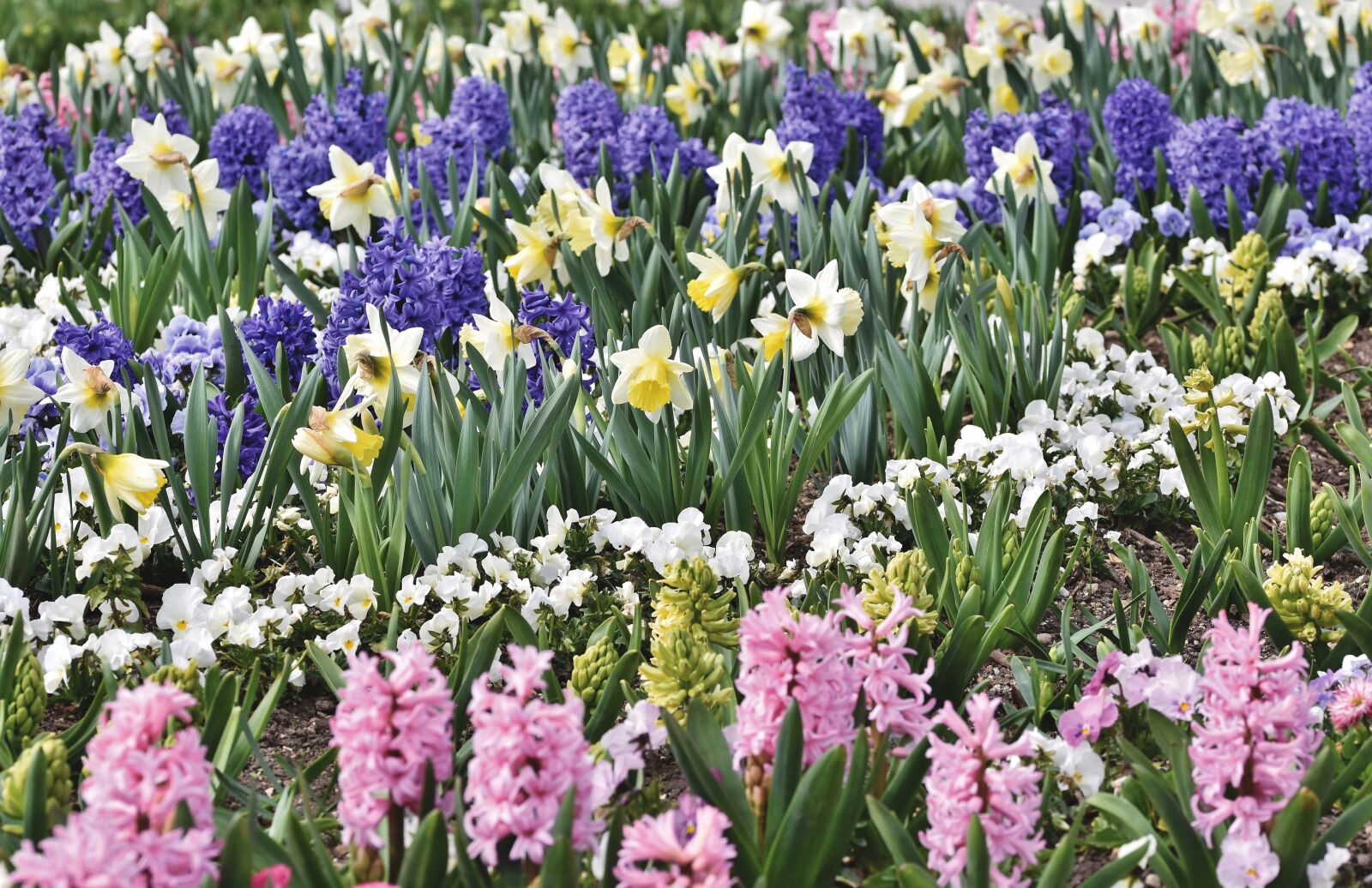 Nikon D7200 sample photo. Narcissus, flower bed, blossom photography