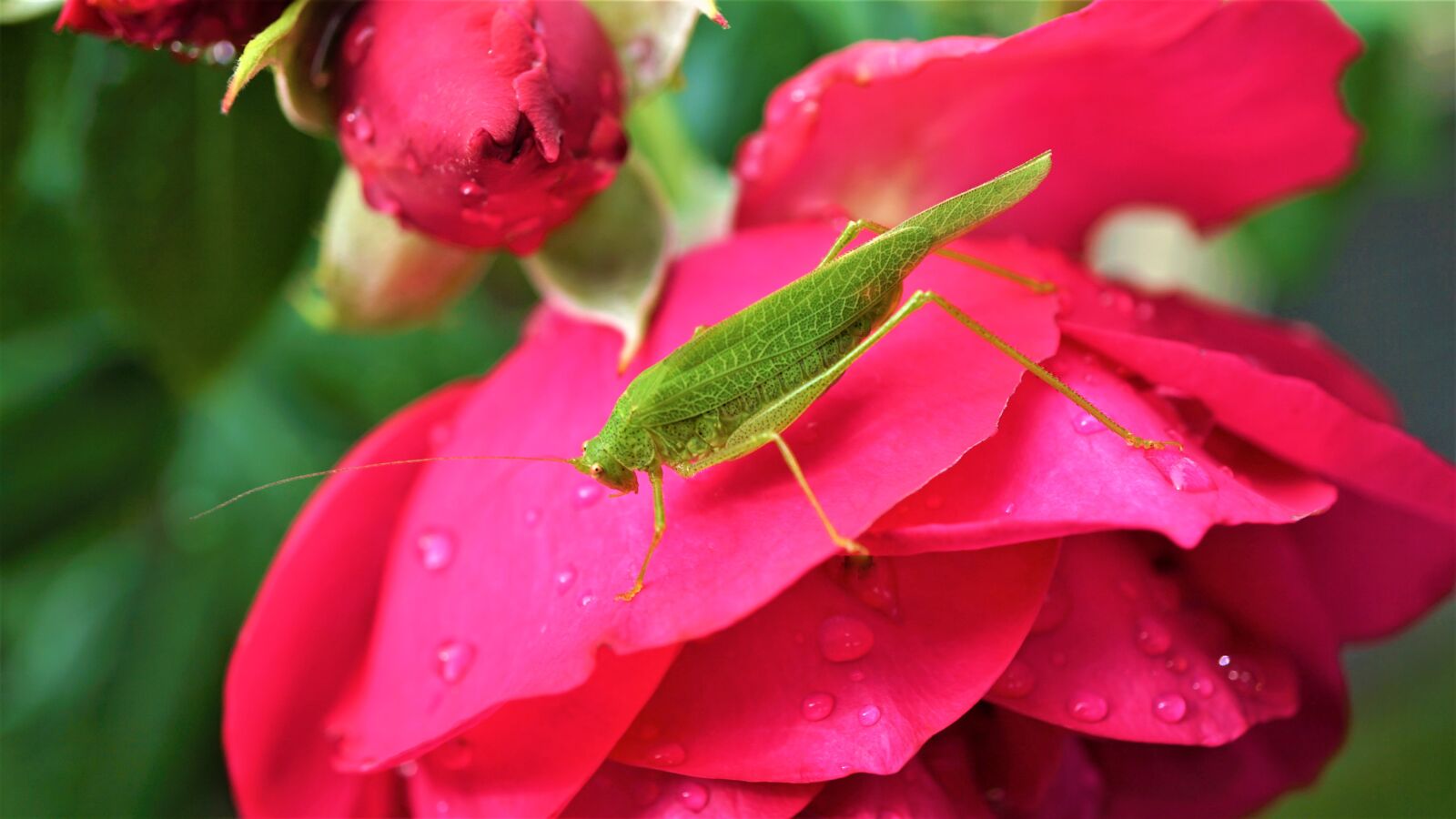 Sony E 30mm F3.5 Macro sample photo. Grasshopper, heupferdchen, viridissima photography