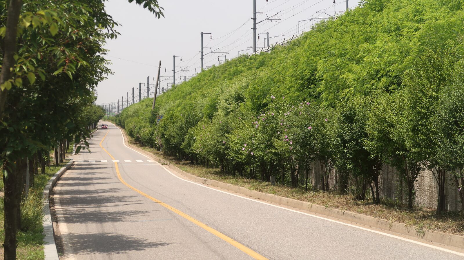 Canon PowerShot G7 X Mark II sample photo. Flowers, garosu-gil, roads photography