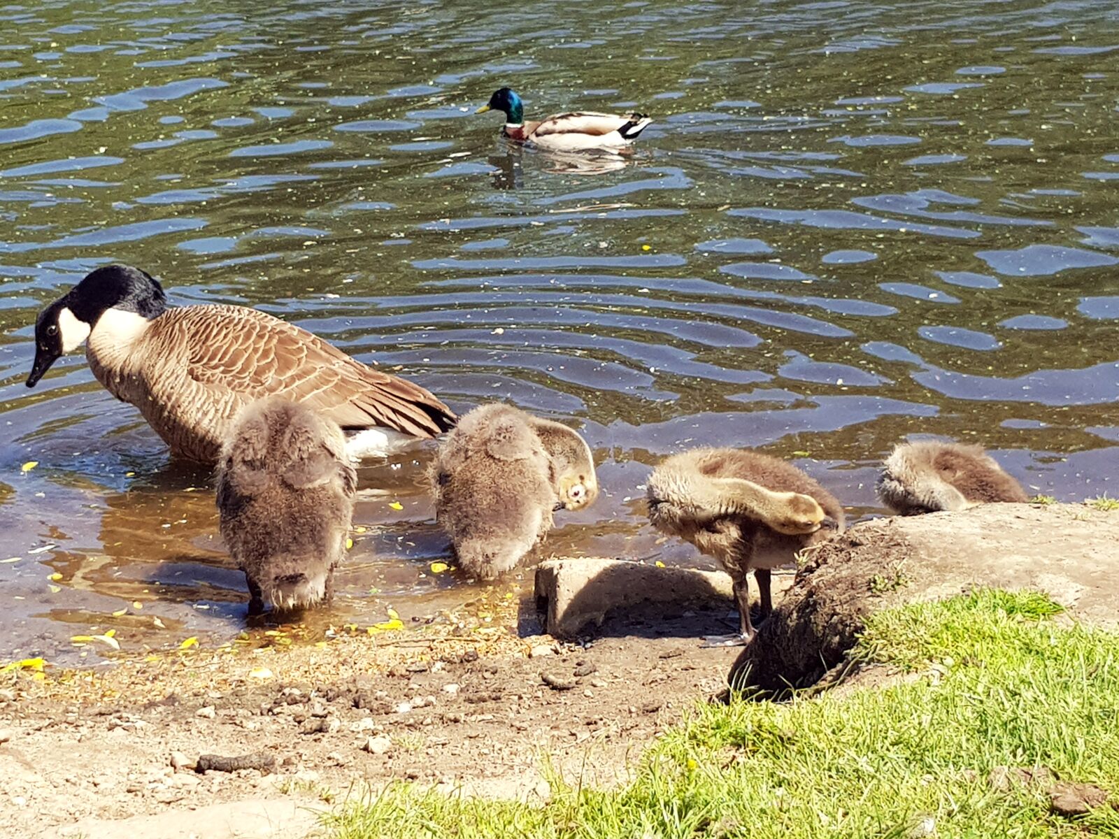 Samsung Galaxy S8 sample photo. Canada geese, chicks, family photography