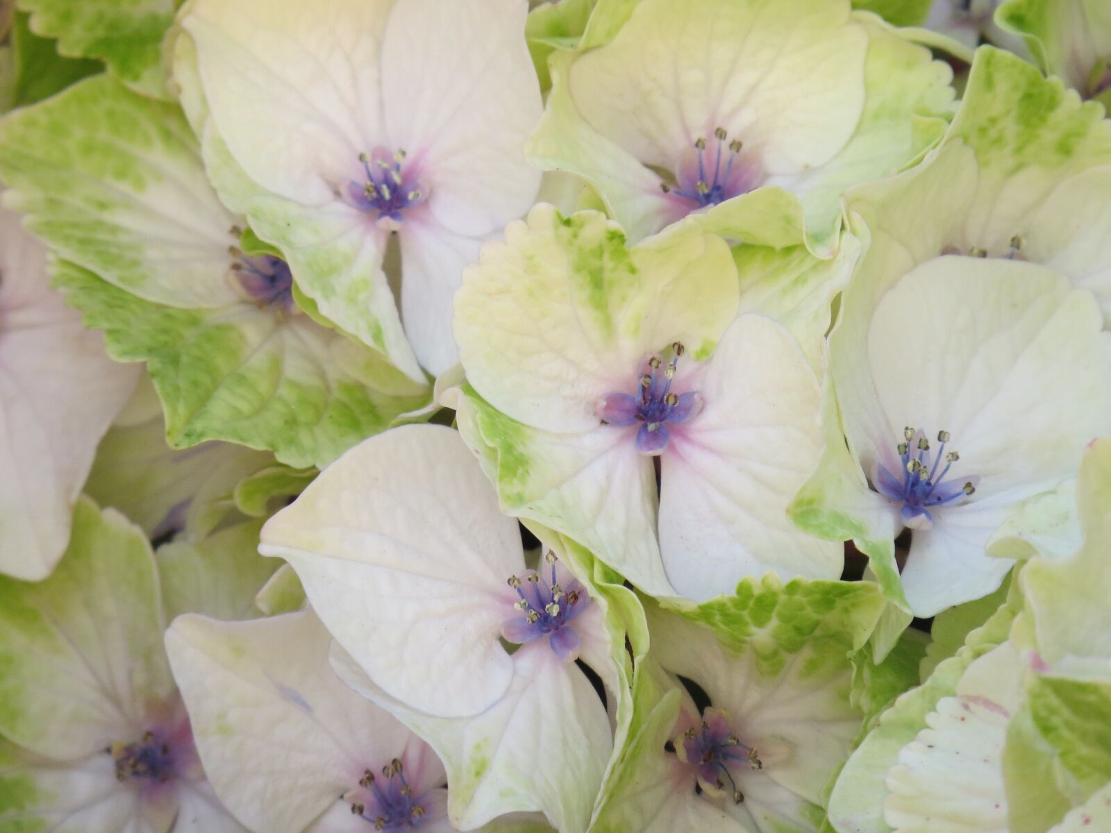 Canon PowerShot SX50 HS sample photo. Hydrangea, blossom, bloom photography