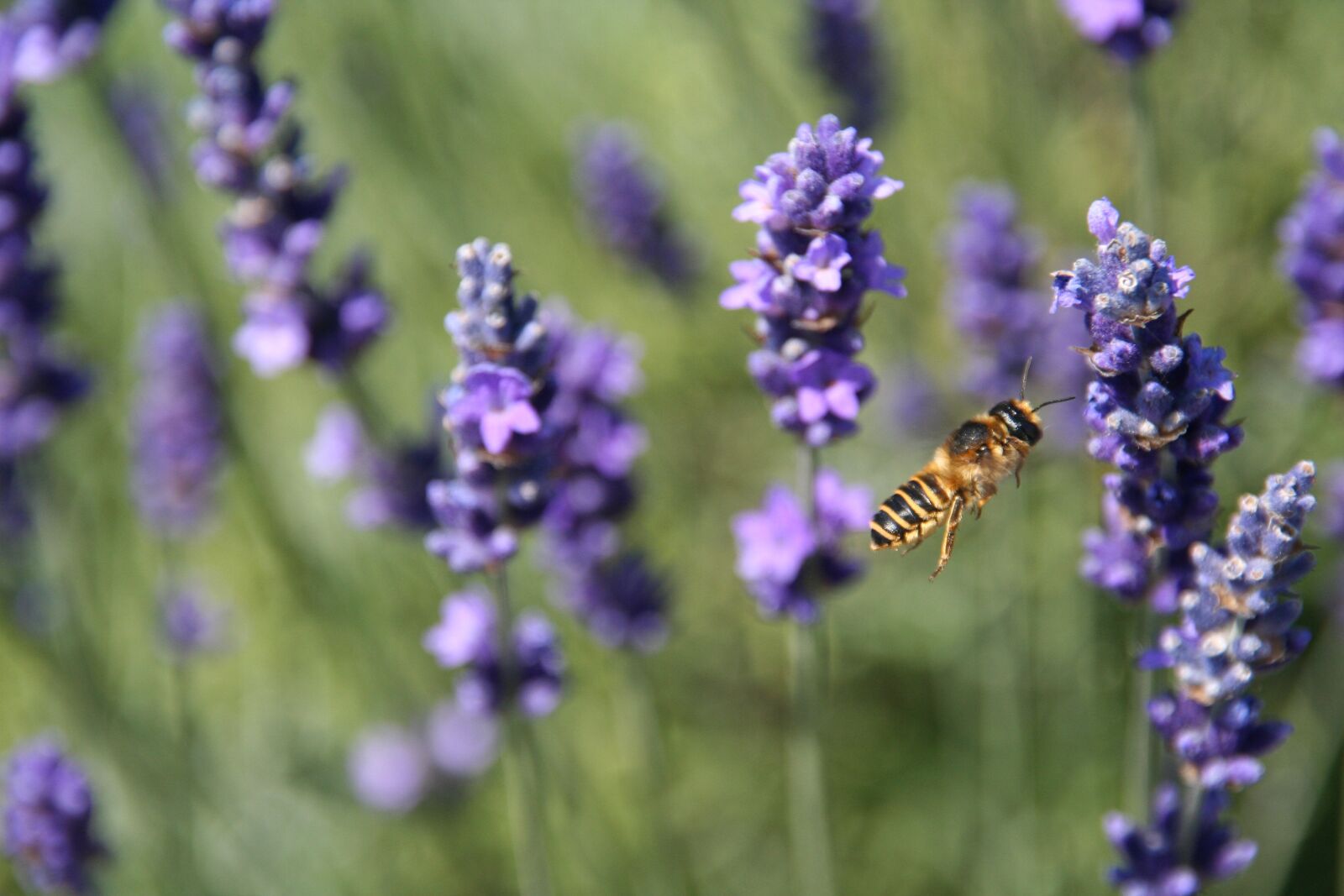 Canon EOS 350D (EOS Digital Rebel XT / EOS Kiss Digital N) sample photo. Lavender, bee, nature photography
